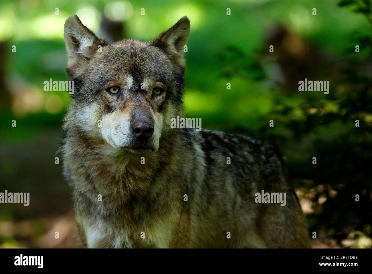 Lupo grigio europeo (Canis lupus) nella foresta, ritratto animale, Francia Foto Stock