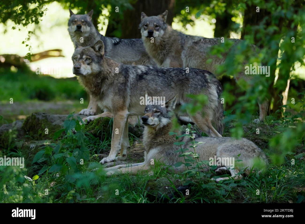 Confezione di lupo grigio europeo (Canis lupus) nella foresta, Francia Foto Stock