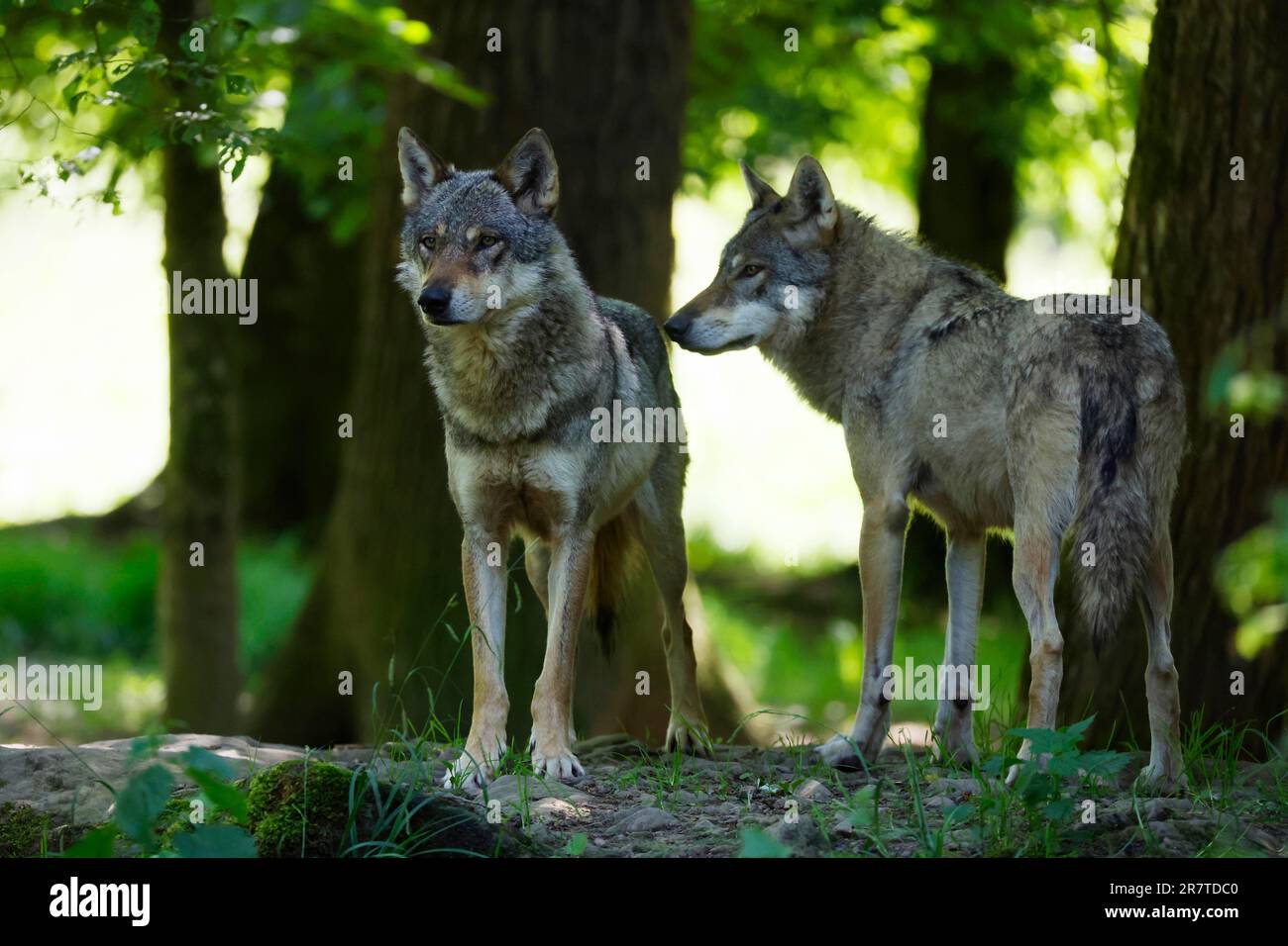 Due lupo grigio europeo (Canis lupus) nella foresta, Francia Foto Stock