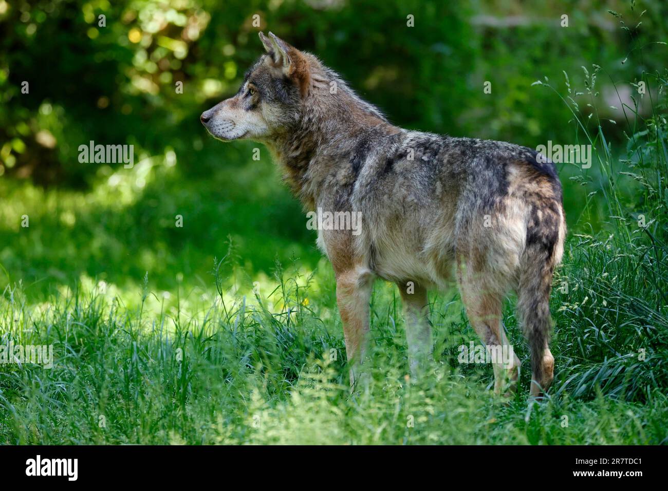 Lupo grigio europeo (Canis lupus) nella foresta, Francia Foto Stock