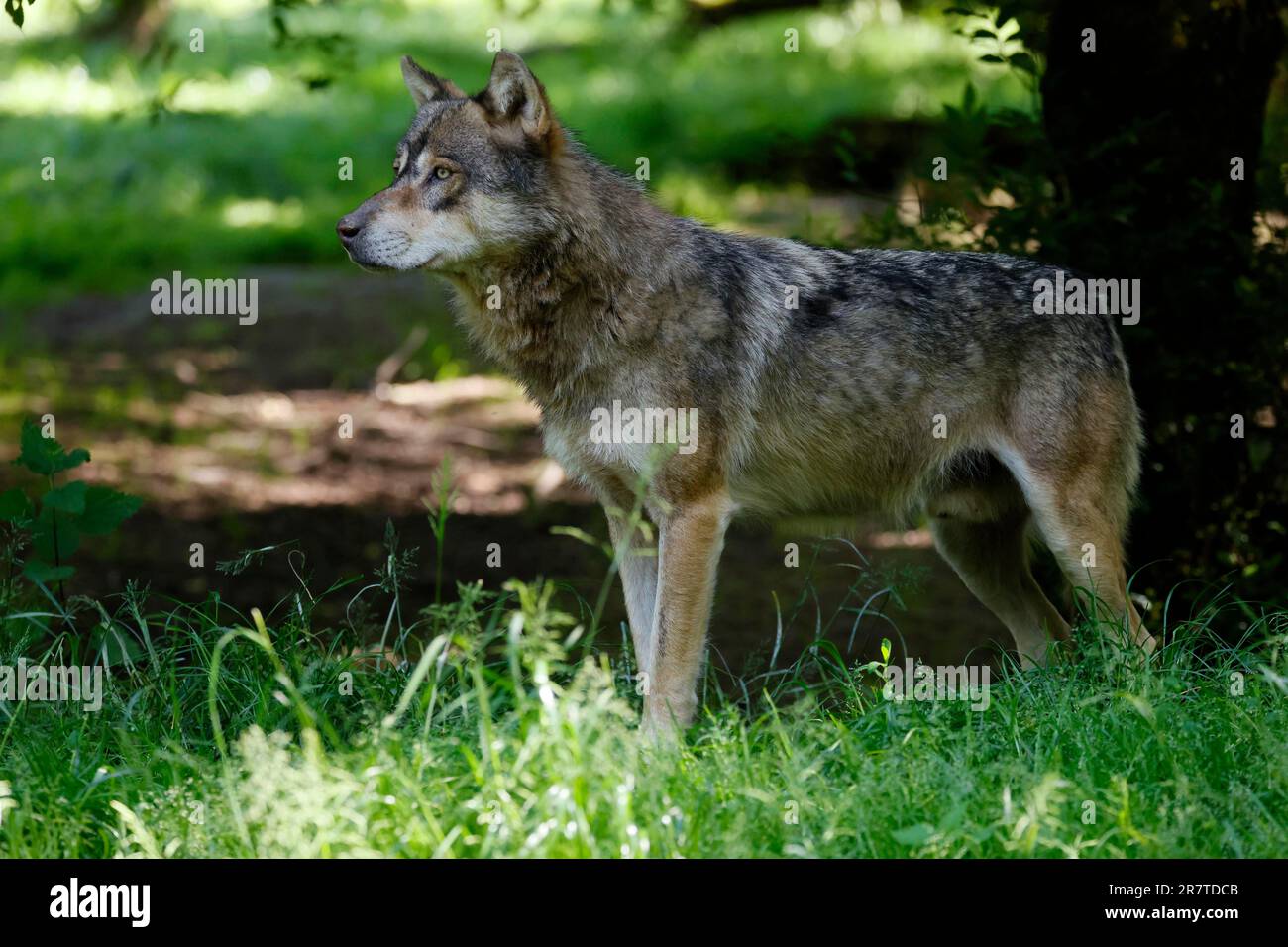 Lupo grigio europeo (Canis lupus) nella foresta, Francia Foto Stock