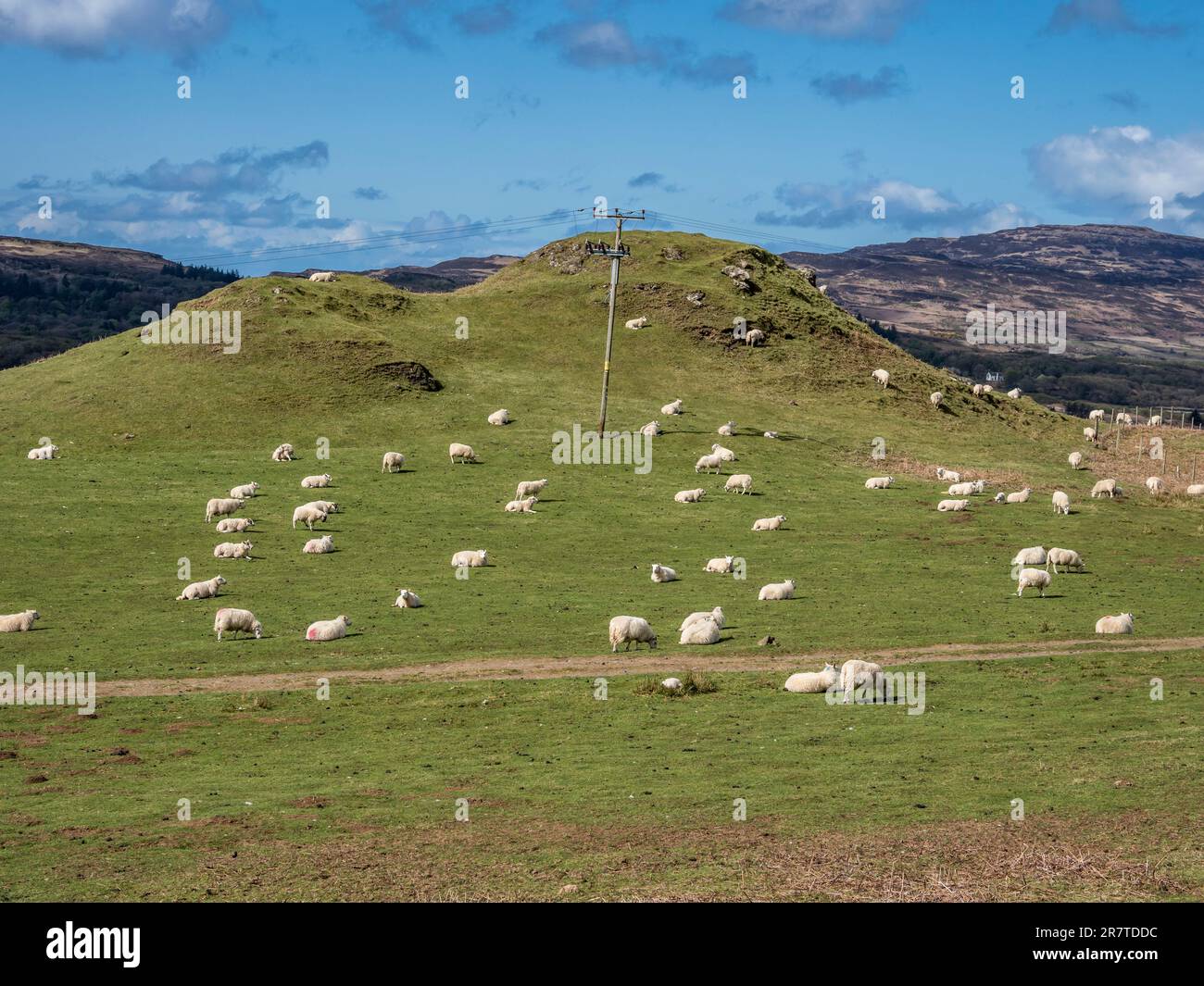 Pecore su una collina, altopiani scozzesi, isola di mull, Scozia Foto Stock