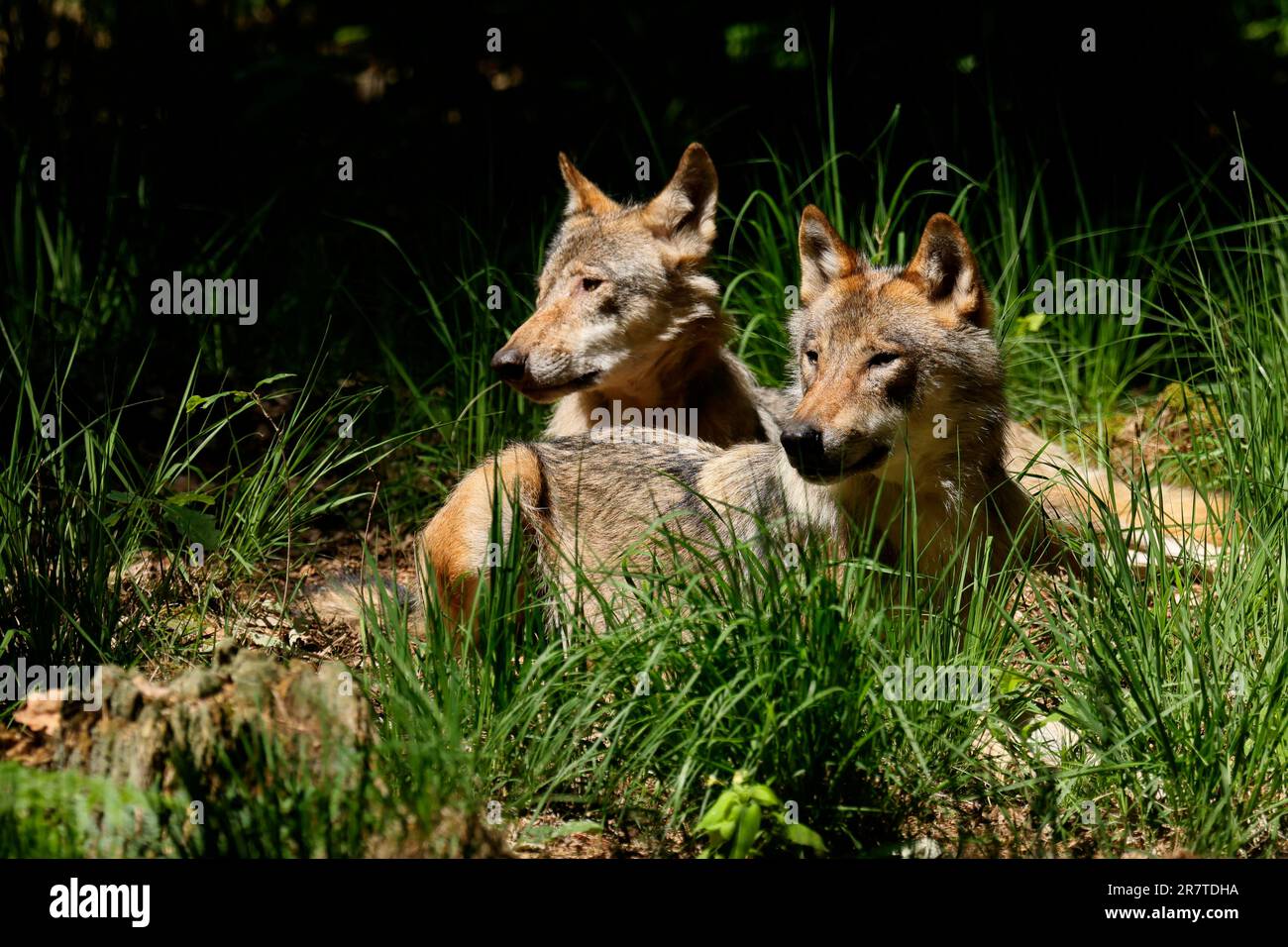 Due lupo grigio europeo (Canis lupus) in un prato, in Germania Foto Stock