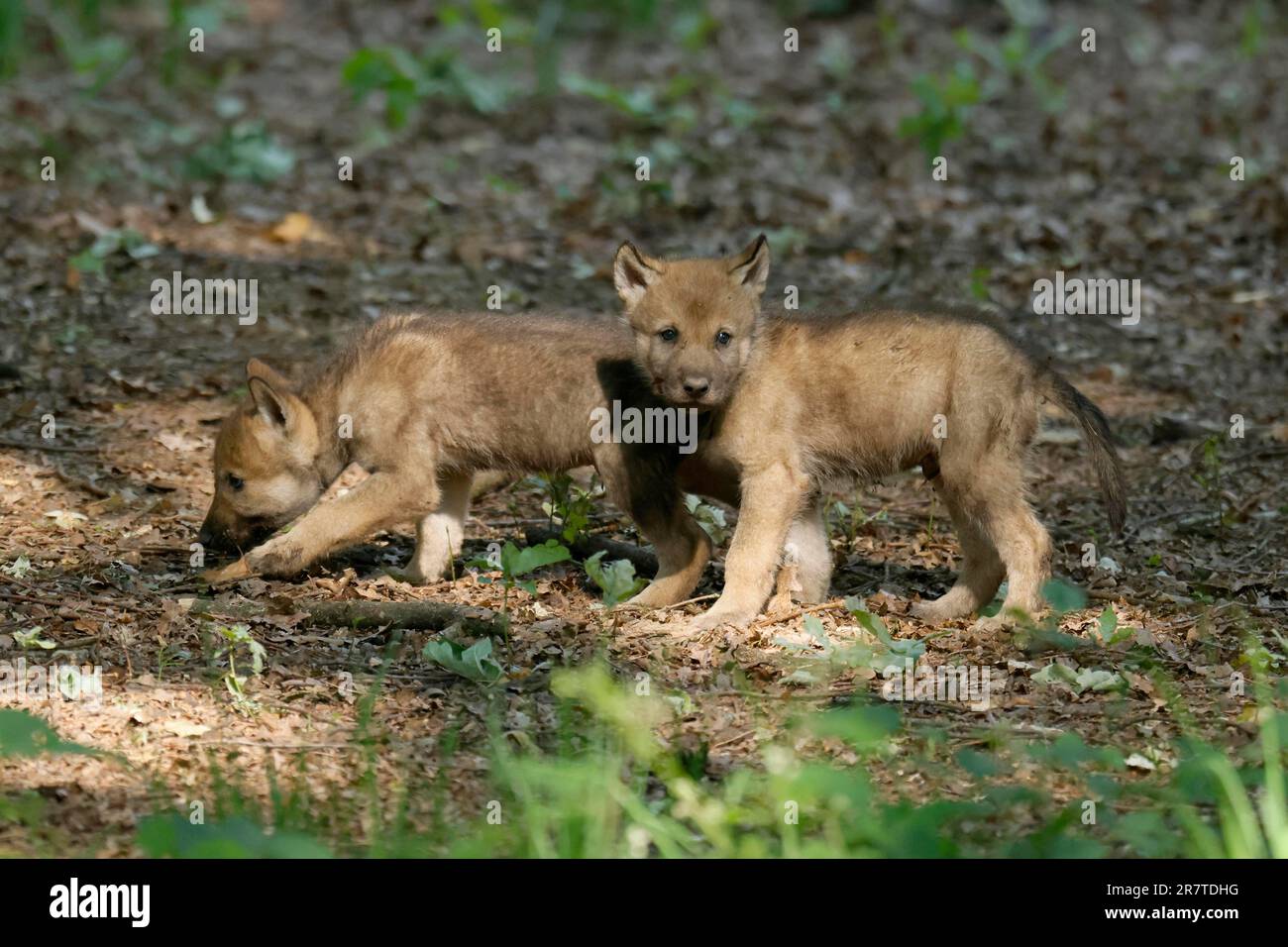 Cuccioli di lupo grigio europeo (Canis lupus) in una radura forestale, Germania Foto Stock