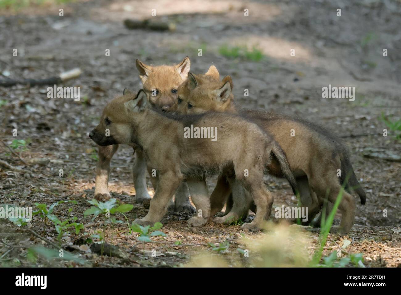 Cuccioli di lupo grigio europeo (Canis lupus) in una radura forestale, Germania Foto Stock