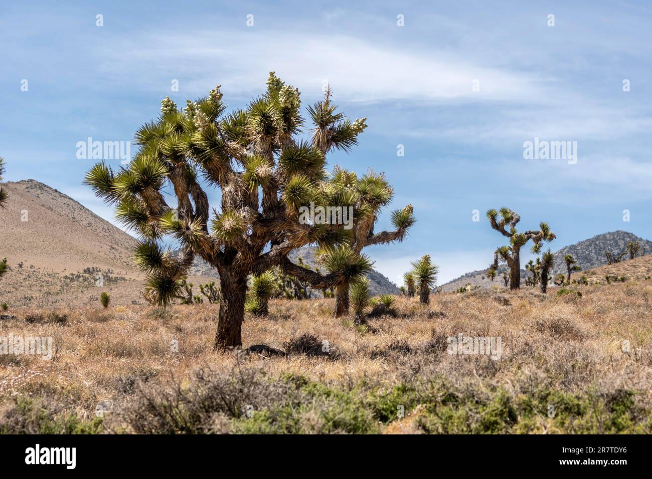Joshua tree (Yucca brevifolia), Joshua tree with fruit, Kern County, California, USA Foto Stock