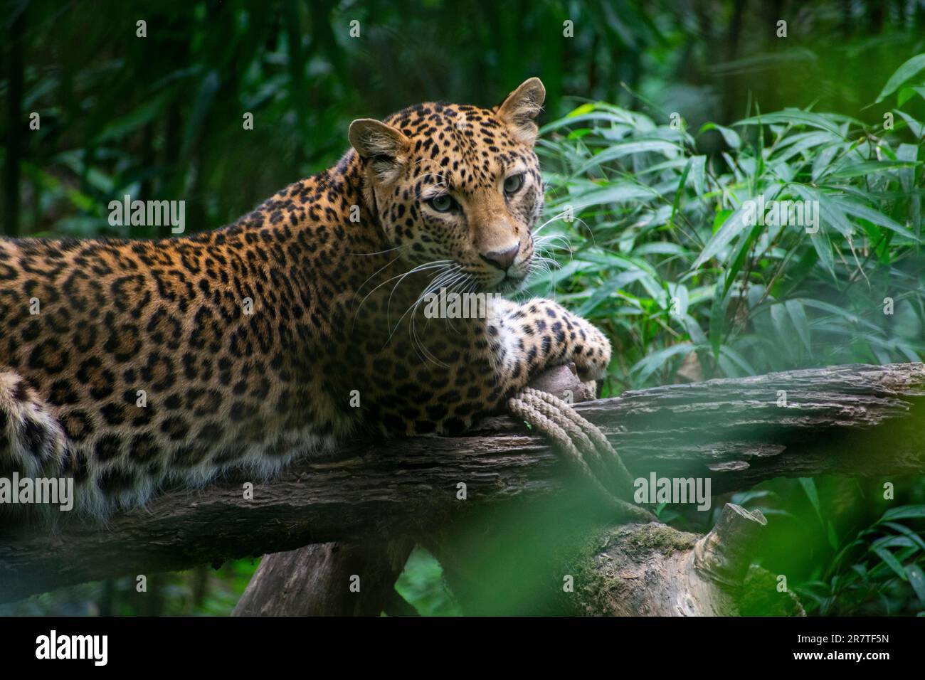 DARJEELING, INDIA, 24 MAGGIO: un leopardo al Padmaja Naidu Himalayan Zoological Park, a Darjeeling, India il 24 maggio 2023. Padmaja Naidu Himalayan Foto Stock
