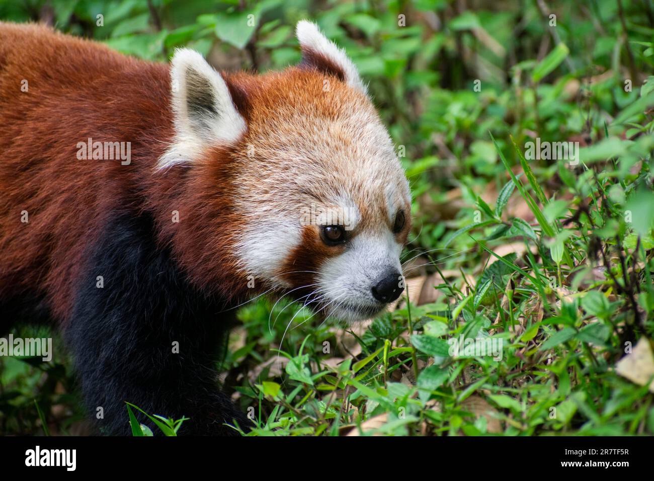 DARJEELING, INDIA, 24 MAGGIO: Un panda rosso al Padmaja Naidu Himalayan Zoological Park, a Darjeeling, India il 24 maggio 2023. Padmaja Naidu Himalayan Foto Stock