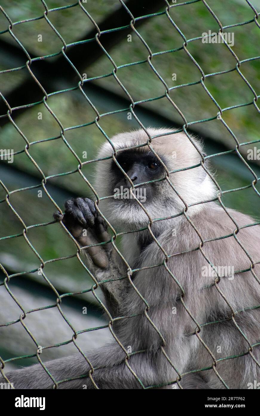DARJEELING, INDIA, 24 MAGGIO: Un langur grigio al Padmaja Naidu Himalayan Zoological Park, a Darjeeling, India il 24 maggio 2023. Padmaja Naidu Himalayan Foto Stock