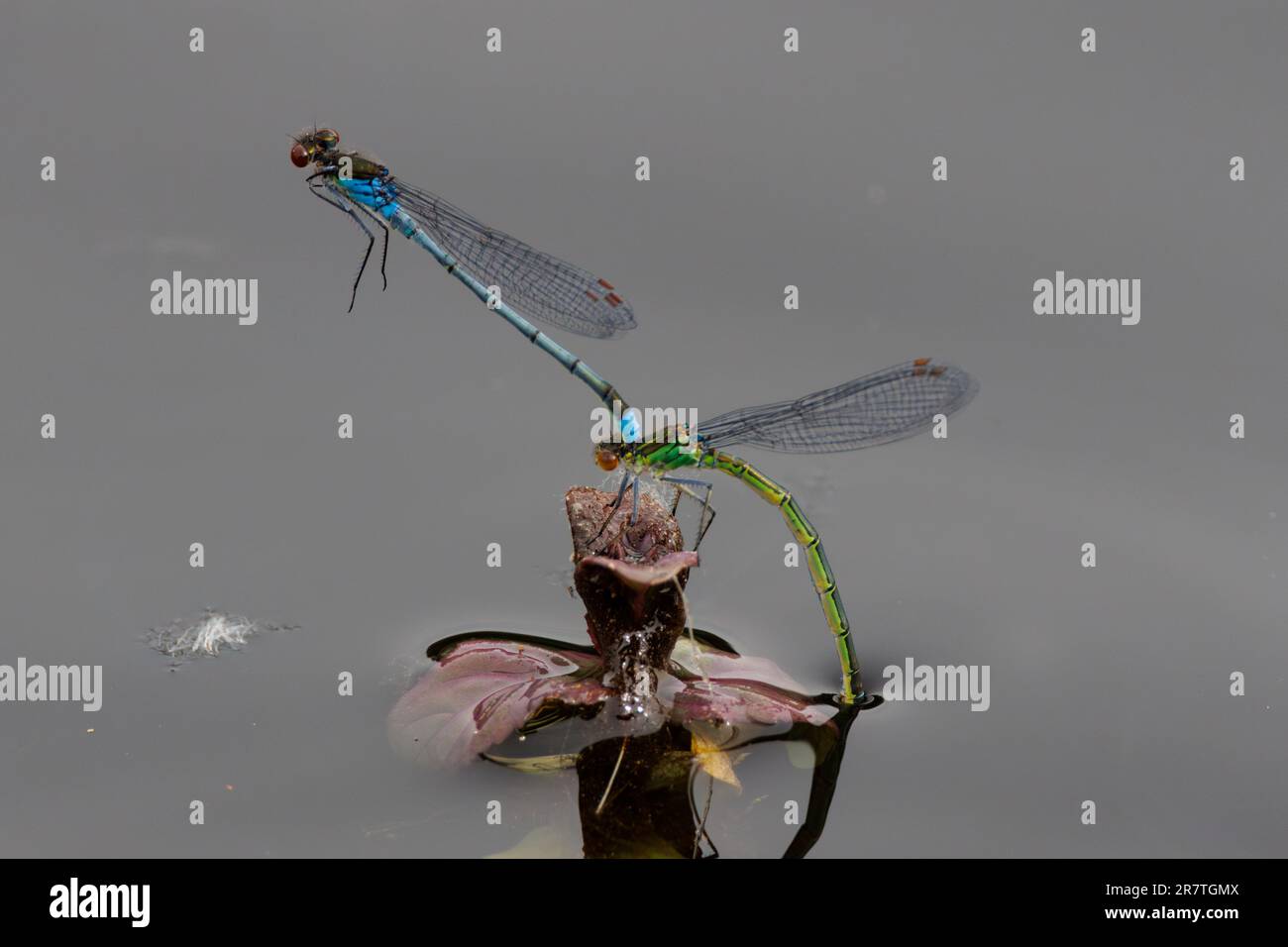 Damselflies che si accoppiano al sole al RSPB Lakenheath nel Suffolk in Inghilterra Foto Stock