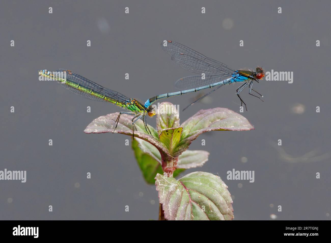 Damselflies che si accoppiano al sole al RSPB Lakenheath nel Suffolk in Inghilterra Foto Stock