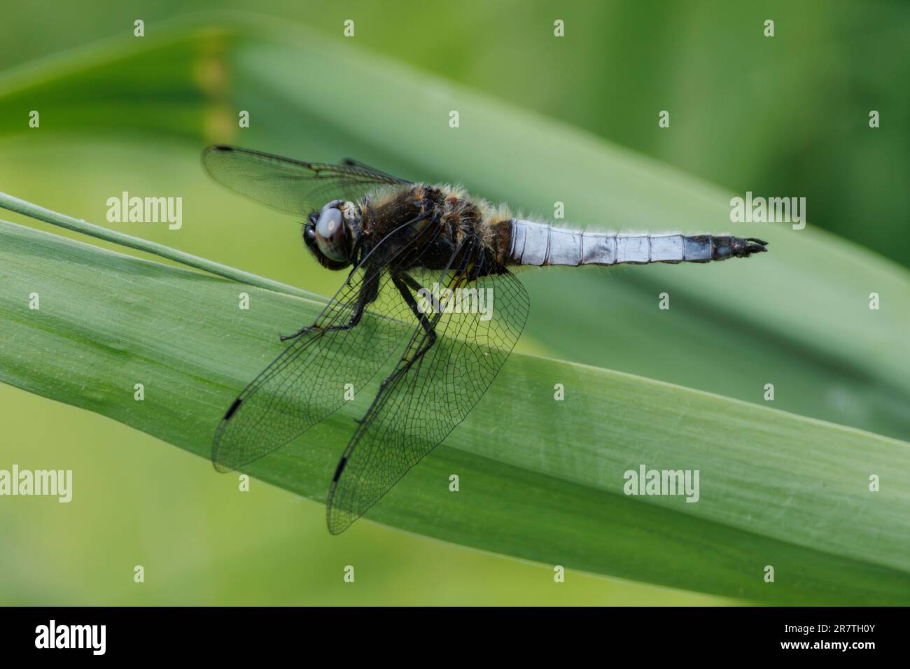 Una Dragonfly blu riposa su Reeds nelle zone umide di RSPB Lakenheath nel Suffolk, Inghilterra 2023 Foto Stock