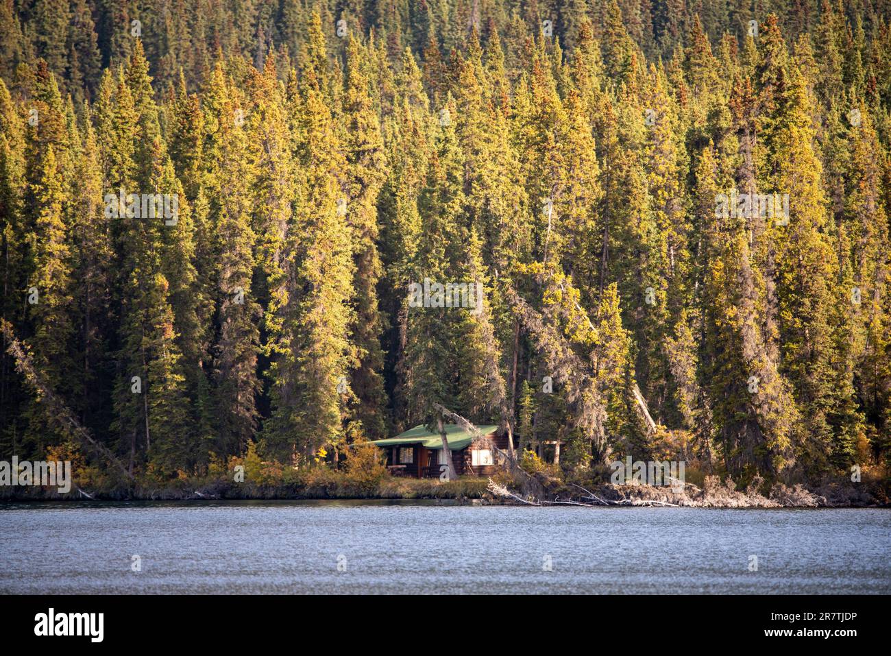 Casetta di tronchi abbandonata nella caduta selvaggia, boschi colorati d'autunno del territorio di Yukon, Canada settentrionale con corsa d'oro, vibrazioni dell'era di clondike. Foto Stock