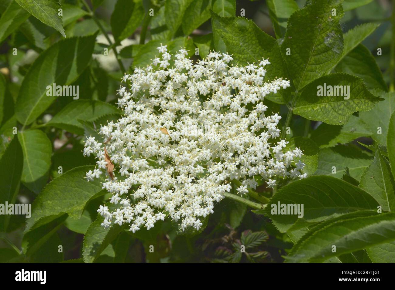 Fiore di sambuca immagini e fotografie stock ad alta risoluzione - Alamy