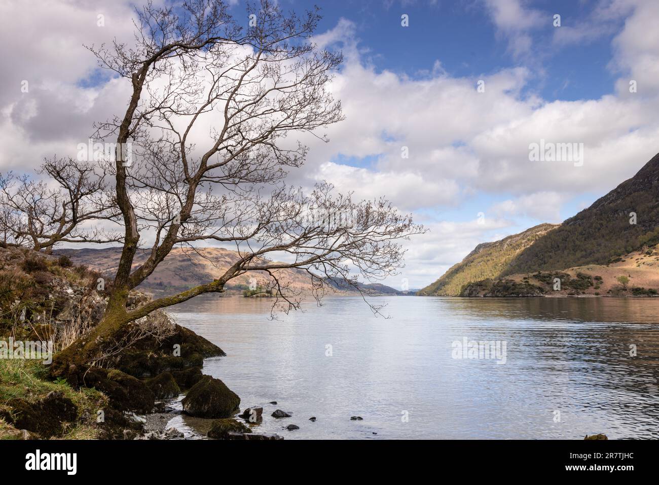 Albero a Ullswater nel Lake District, Cumbria, Inghilterra Foto Stock