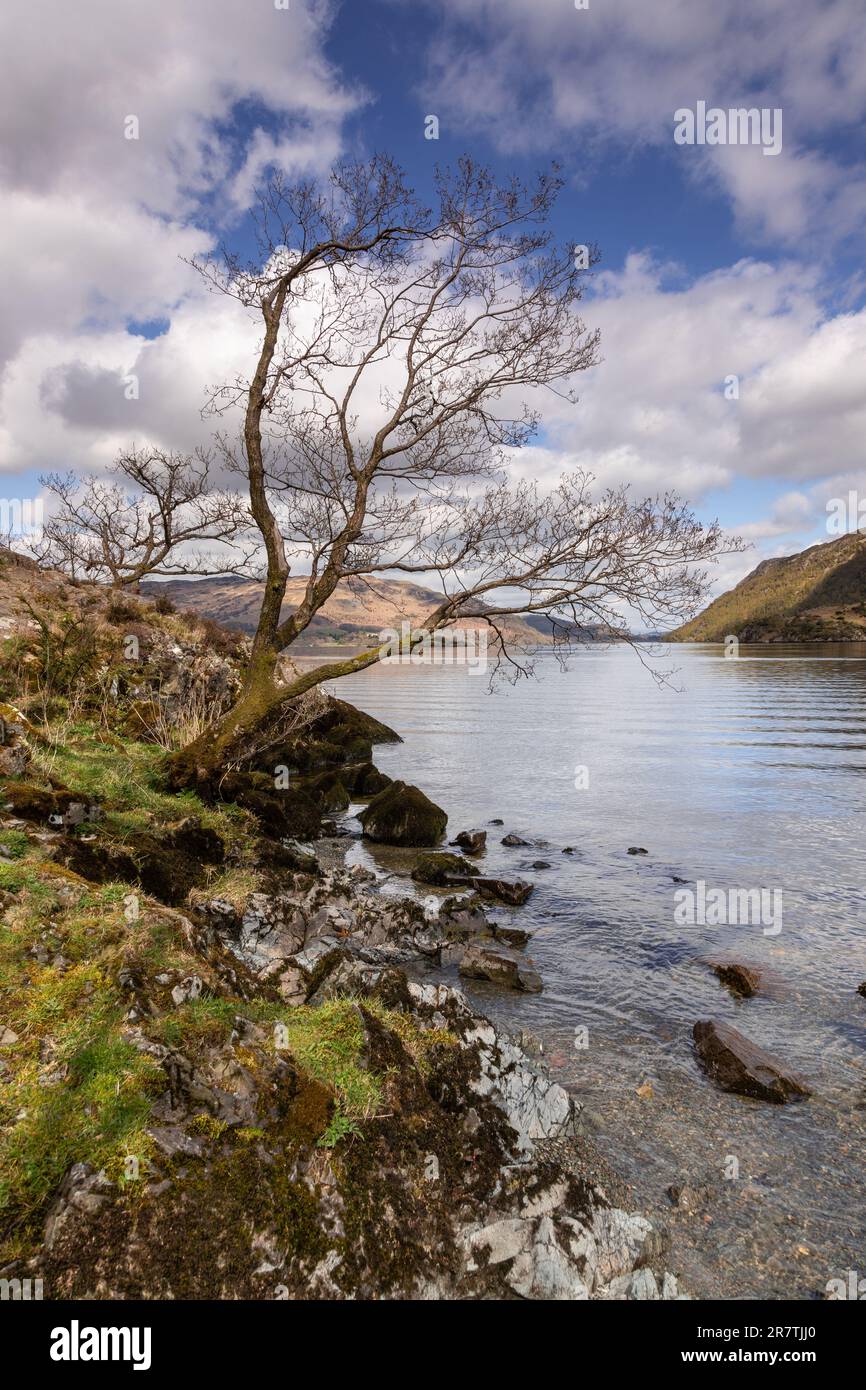 Albero a Ullswater nel Lake District, Cumbria, Inghilterra Foto Stock