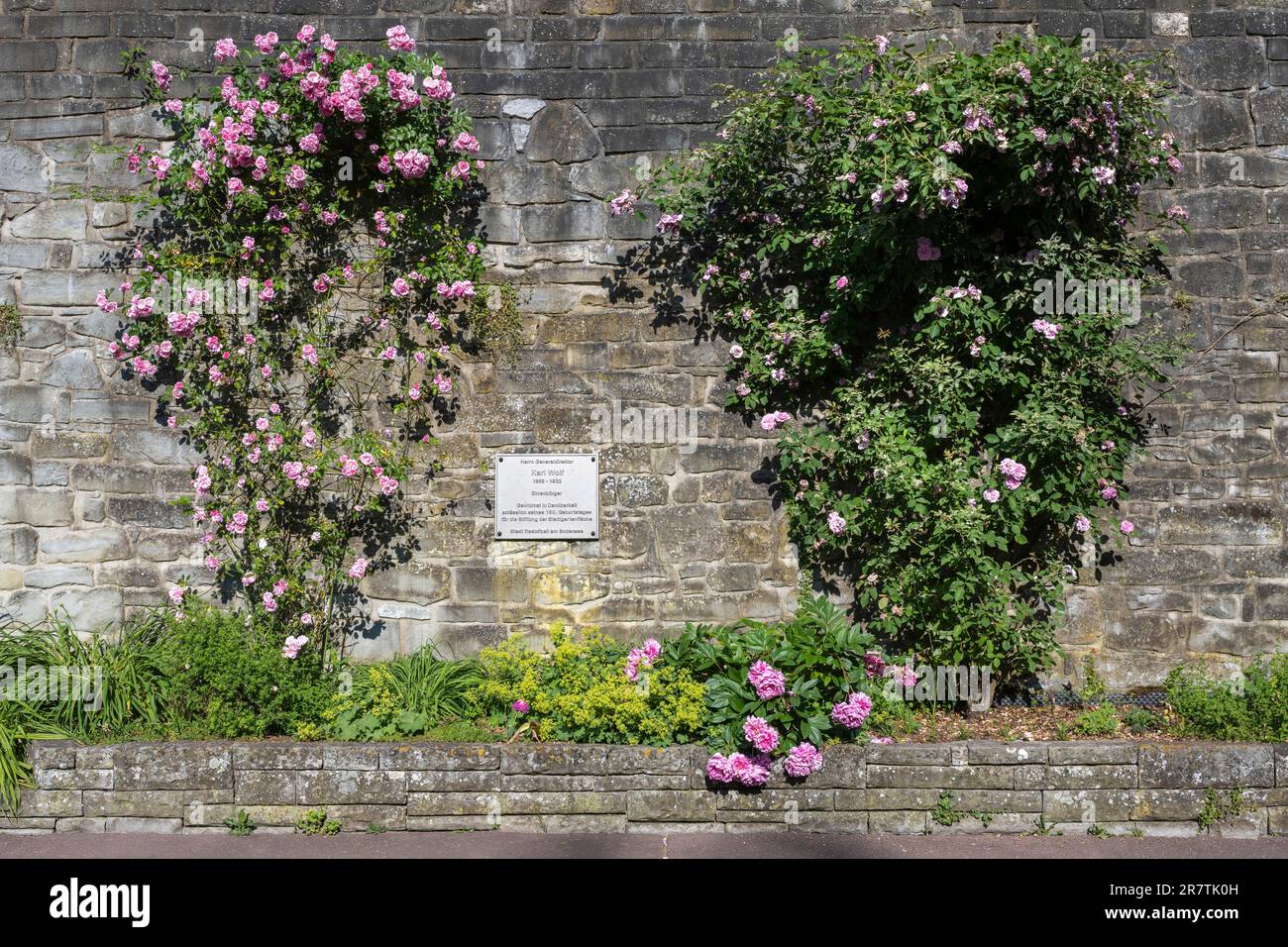Rose rampicanti, cespugli di rose con lapide commemorativa del fondatore Karl Wolf sulle mura della città di Radolfzell sul lago di Costanza, quartiere di Costanza Foto Stock