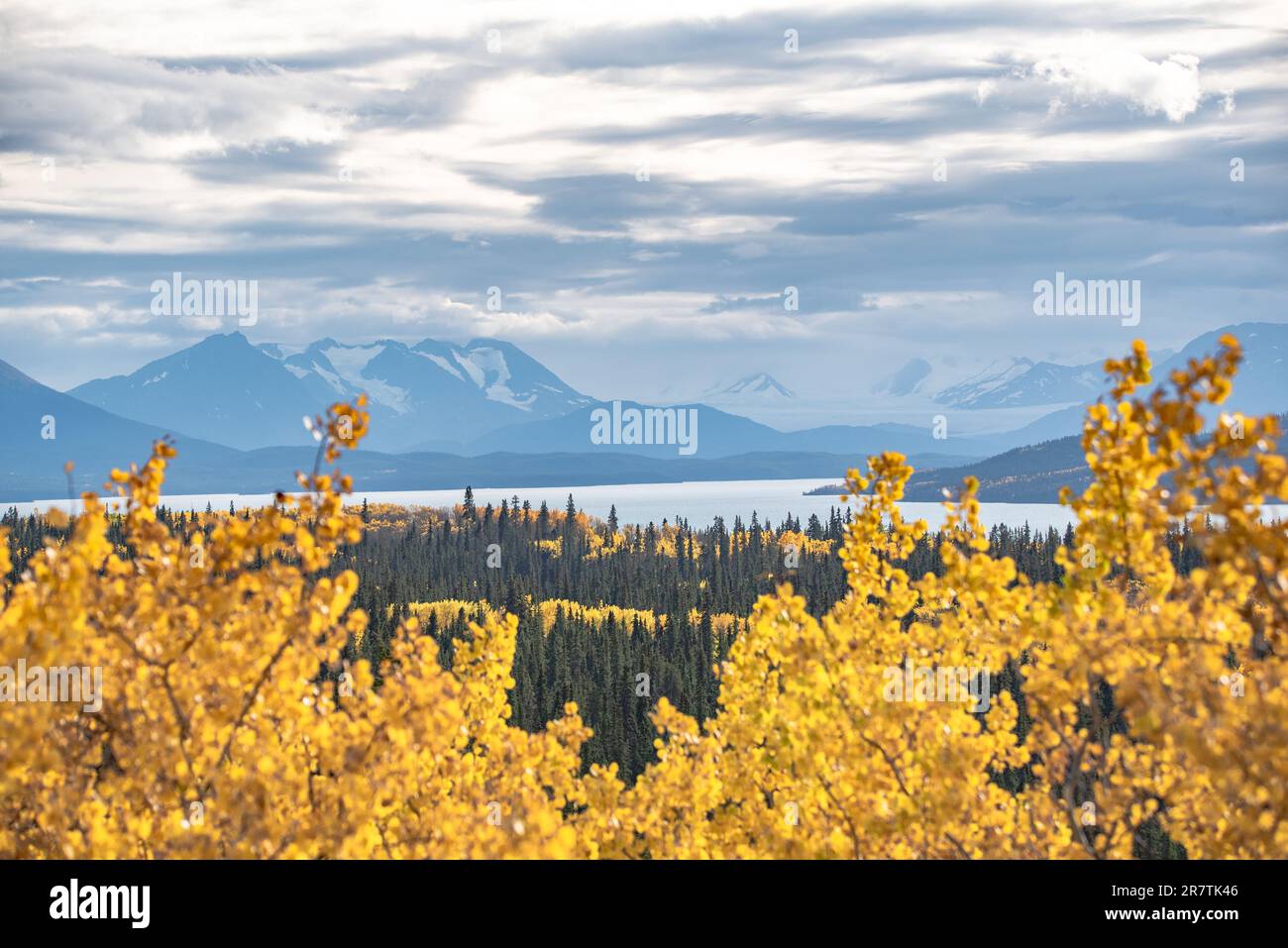 L'autunno nella Columbia Britannica settentrionale è pieno di toni gialli luminosi. Portato fuori da Atlin in autunno, settembre. Foto Stock