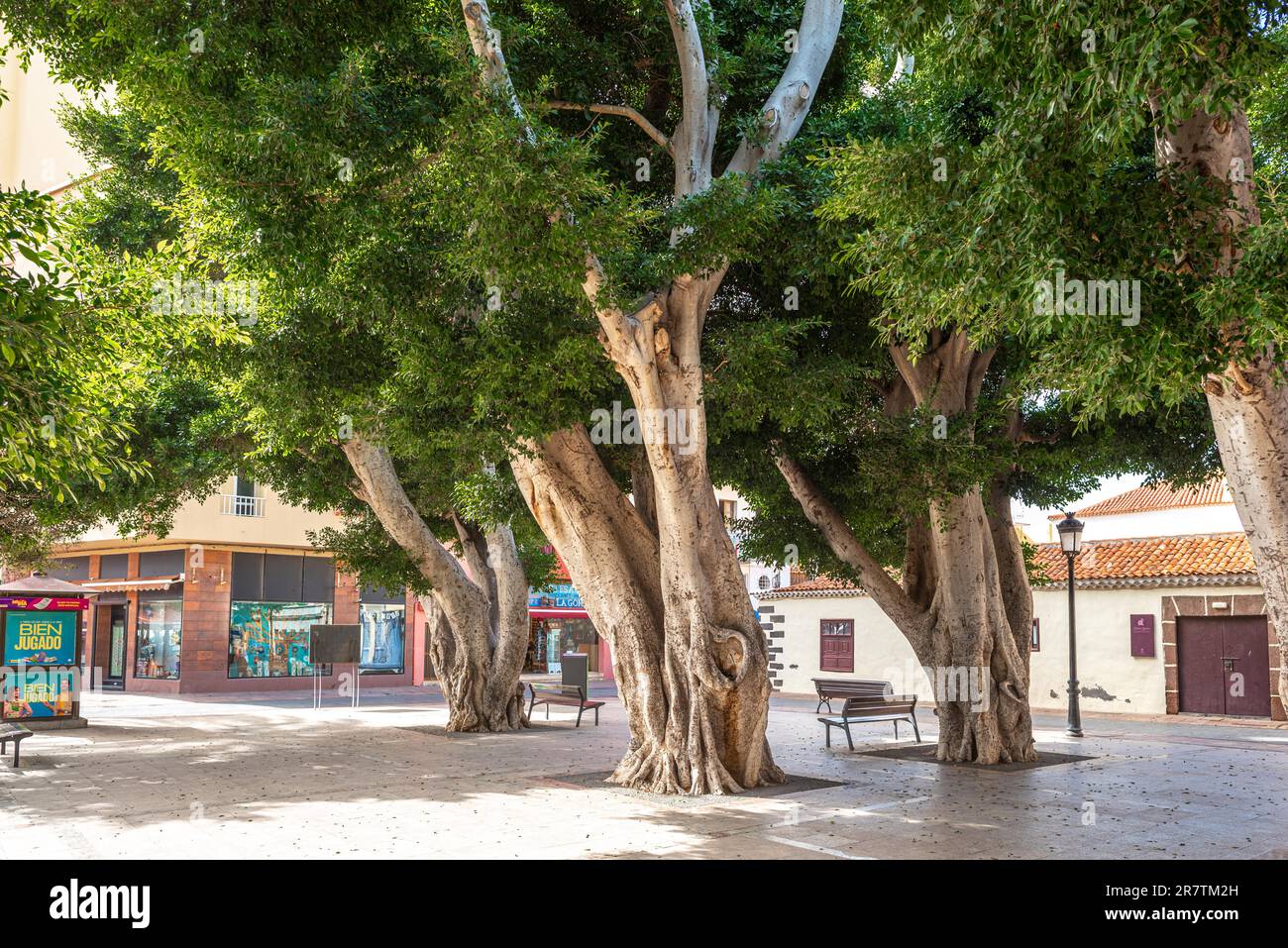 Alloro indiano, un enorme ficus alberi sulla piazza costituzione di San Sebastian de la Gomera. La città è la capitale dell'isola. Sulla piazza Foto Stock