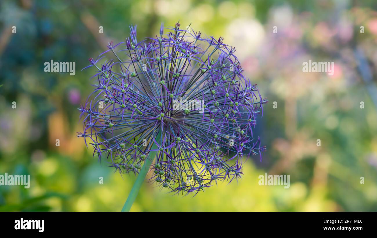 Allium giganteum Foto Stock