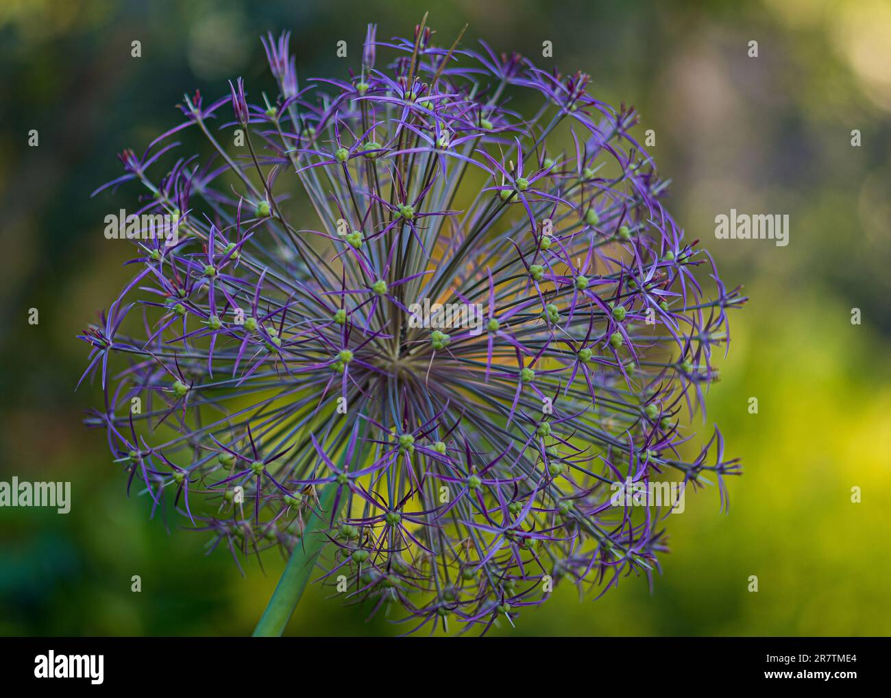 Allium giganteum Foto Stock