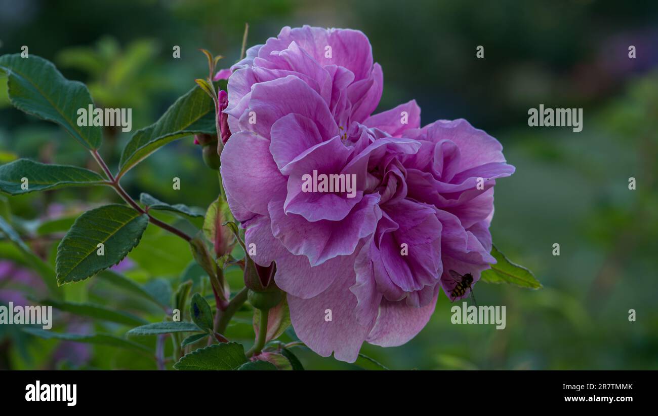 Bellissimo fiore isolato Foto Stock