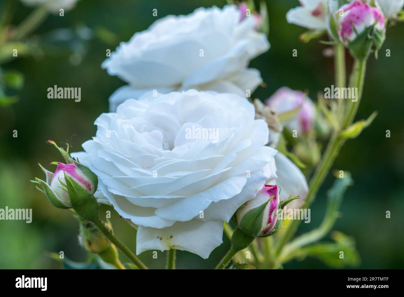 Rose bianche un tesoro da giardino Foto Stock