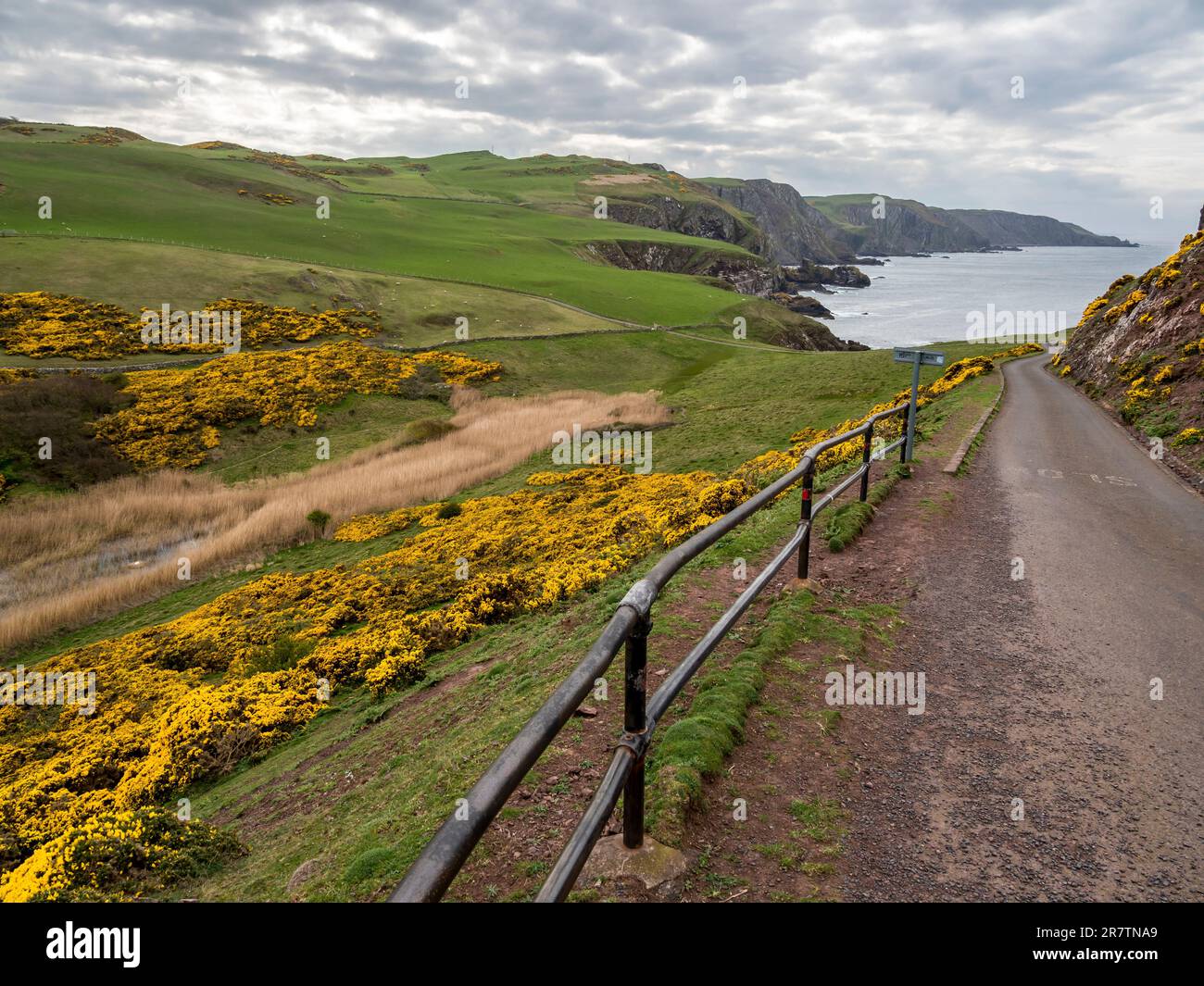 Scopa blomstering, Scozia, strada a carreggiata singola a St Abbs Head, regno unito Foto Stock