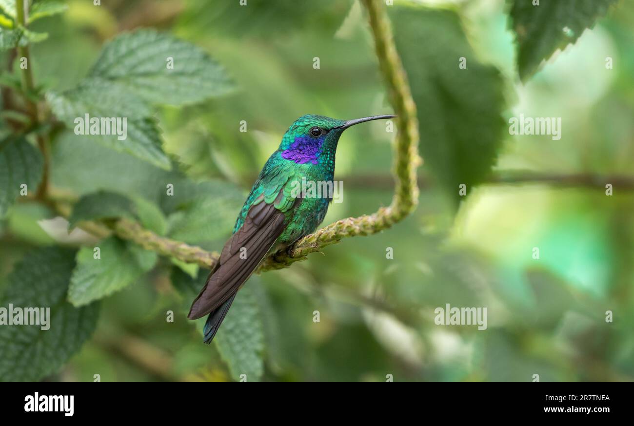 Primo piano di piccolo Violetear appollaiato su un ramo frondoso dei monti Talamanca, Panama. Foto Stock