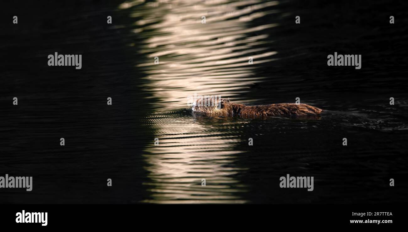 Un muskrat ( Ondatra zibethicus ) che nuota in un lago durante un tramonto d'oro creando onde morbide , spazio negativo, spazio copia, grande dimensione Foto Stock
