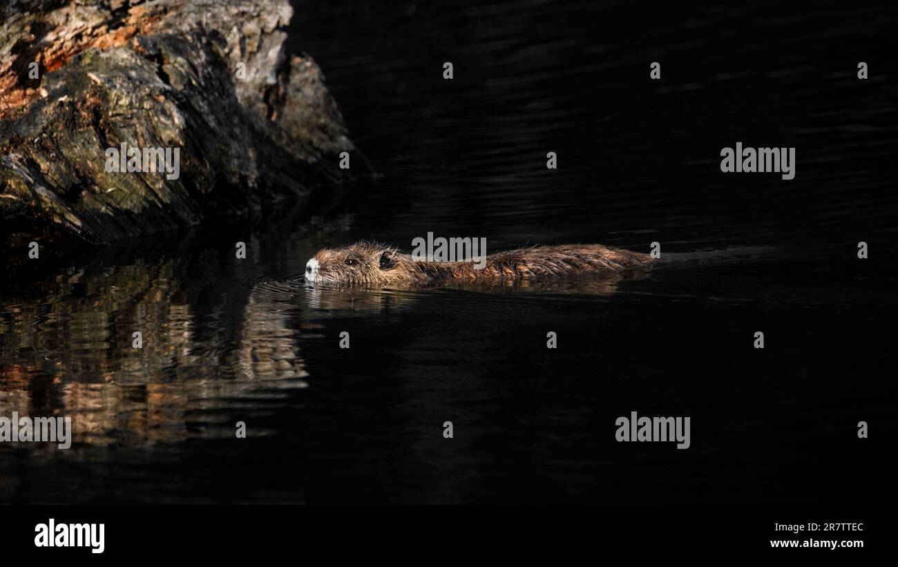 Un muskrat ( Ondatra zibethicus ) nuotare in acqua scura, spazio copia, spazio negativo, sfondo nero Foto Stock