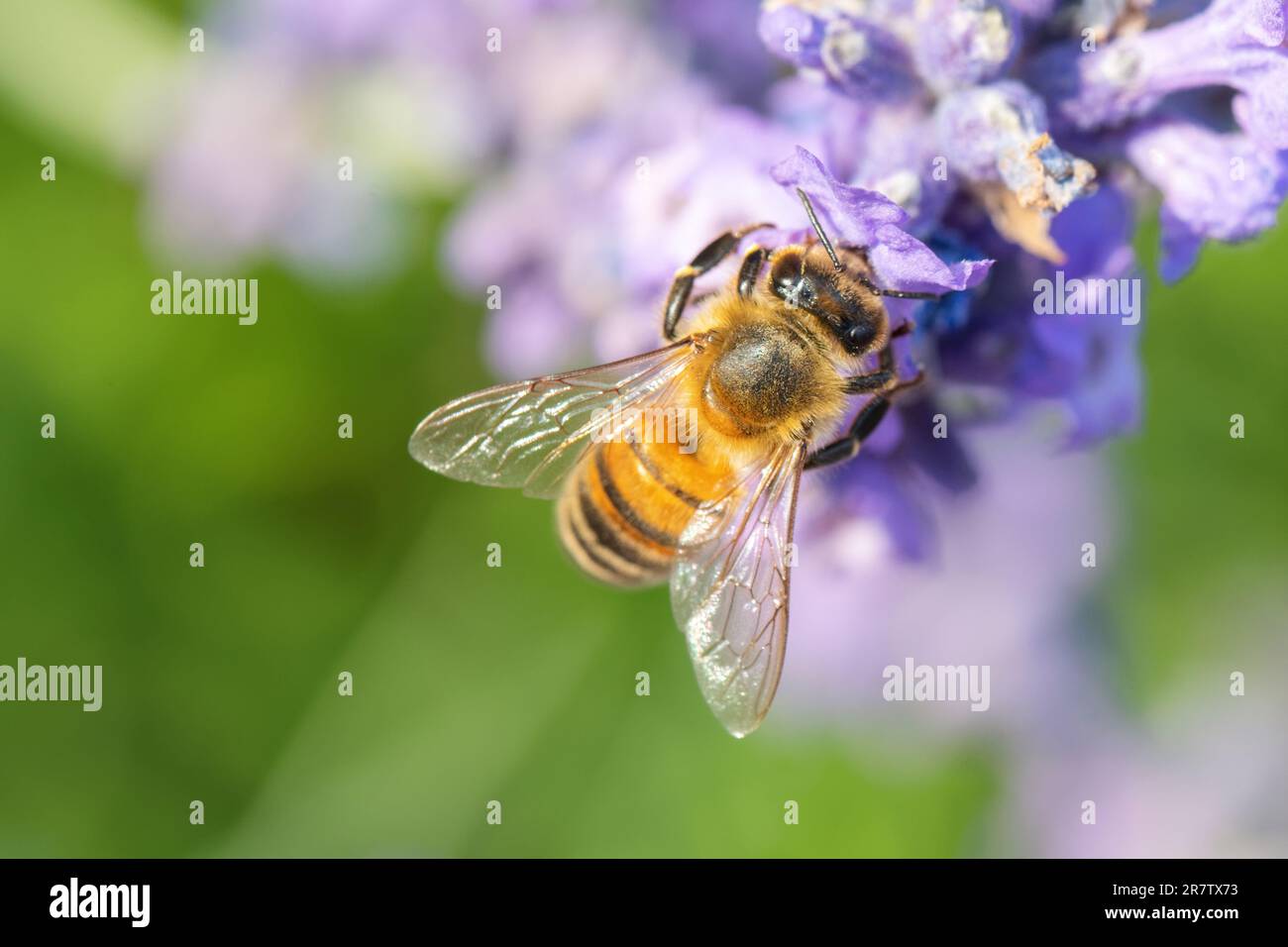 Il miele delle api sul fiore lavanda Foto Stock