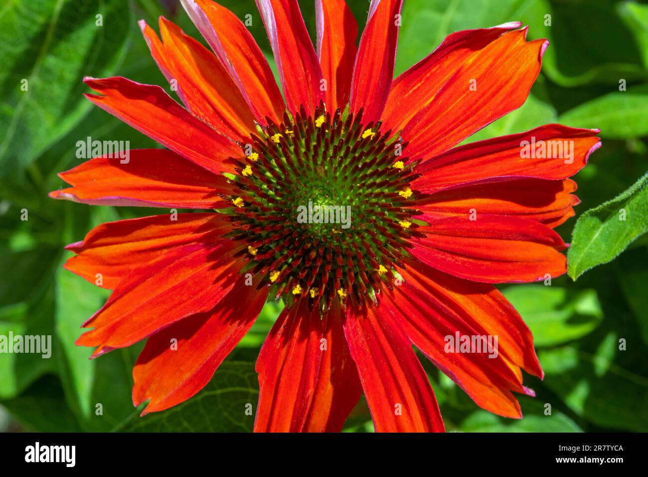 Primo piano di un disco di coneflower rosso, con stimmi e grani di polline gialli. Foto Stock