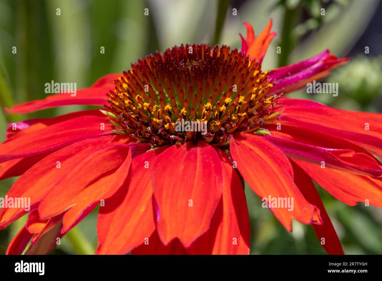 Primo piano di un disco di coneflower rosso, con stimmi e grani di polline gialli. Foto Stock