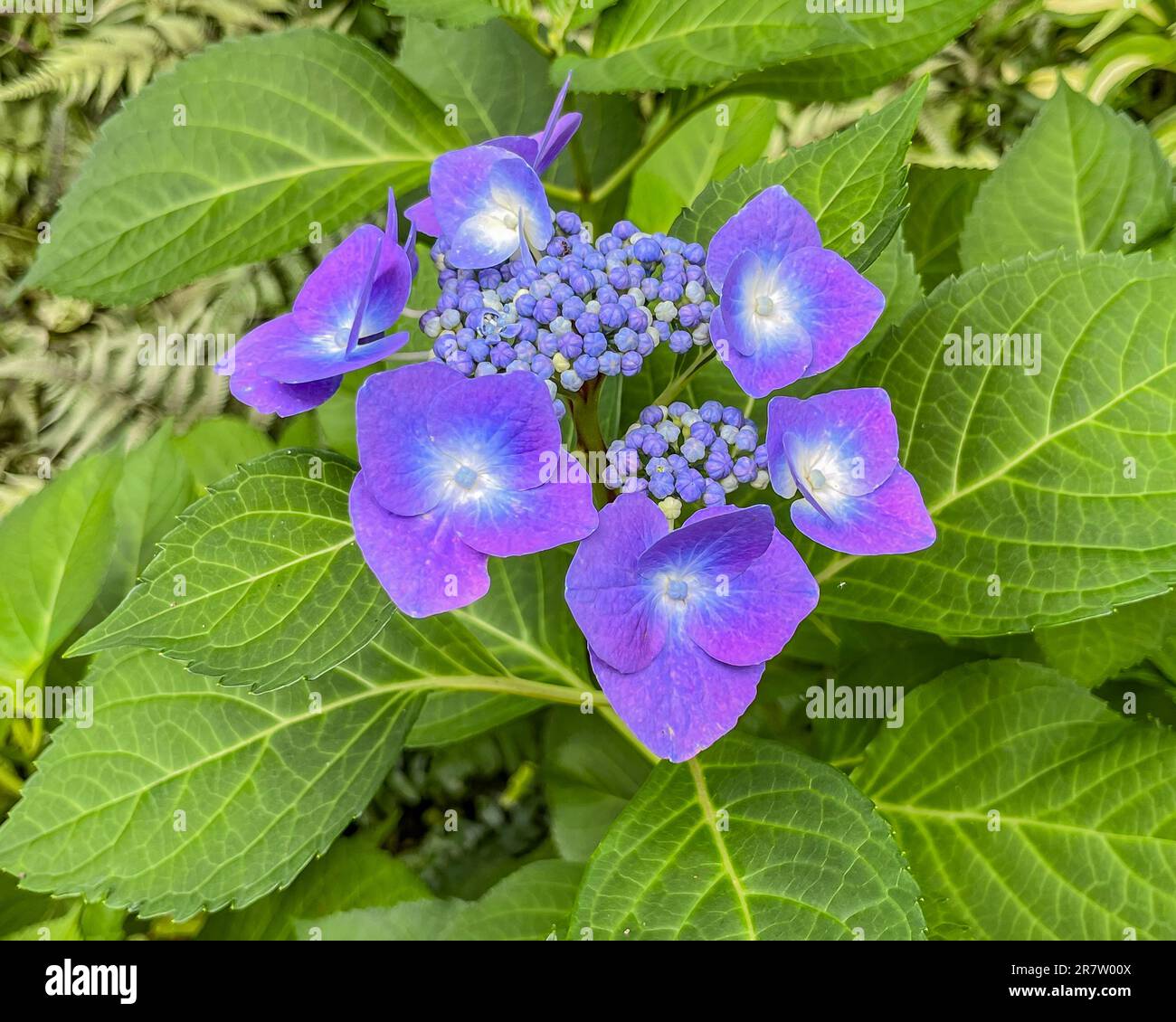 Hydrangea viola nel sole estivo, York County Pennsylvania USA Foto Stock