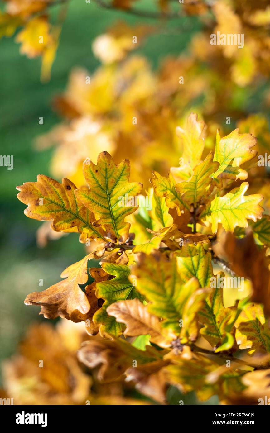 Foglie di quercia verde che diventano colore ruggine in autunno nel Cotswolds, Oxfordshire Foto Stock