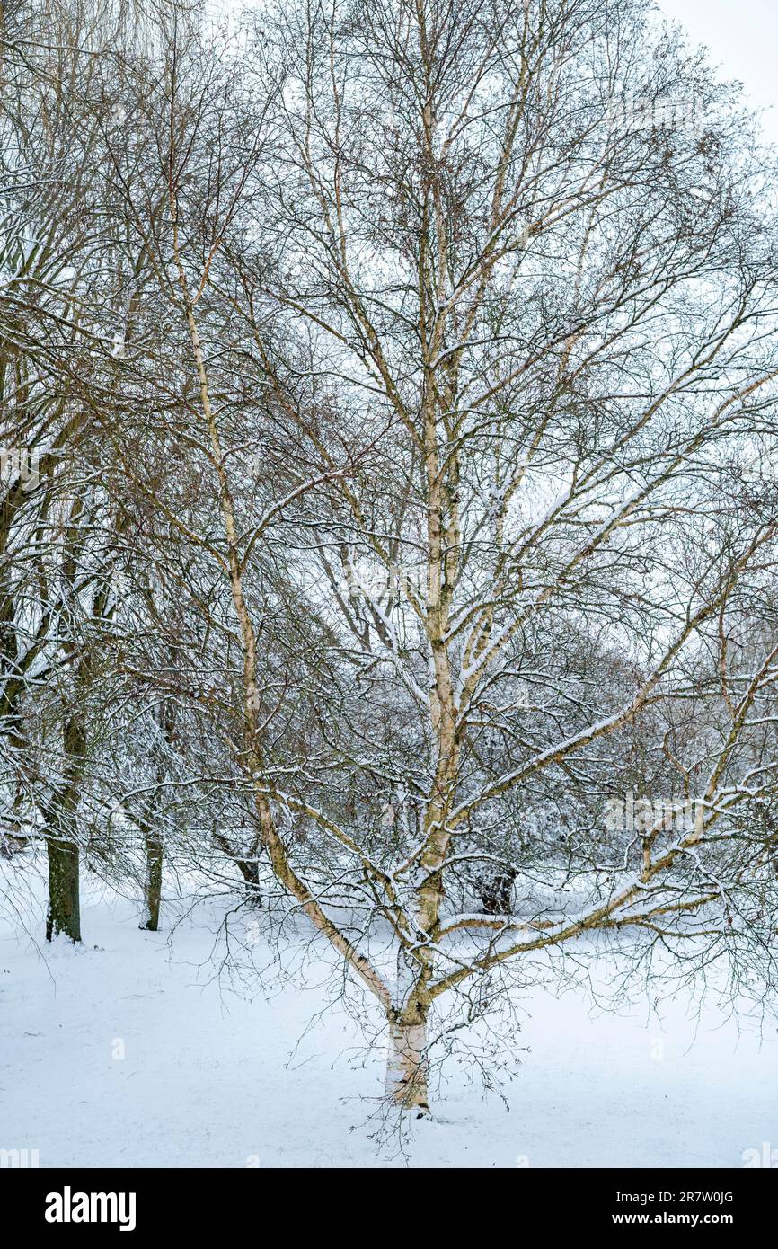 Neve coperta Silver Birch, Betula Pendula nella scena invernale nel Cotswolds, Oxfordshire Foto Stock