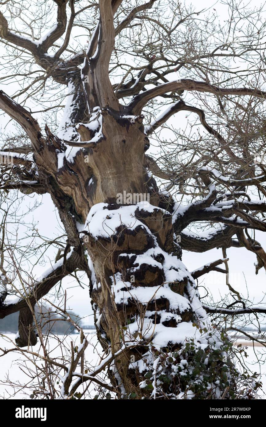 Antico albero innevato nel bosco in inverno nel Cotswolds, Oxfordshire Foto Stock