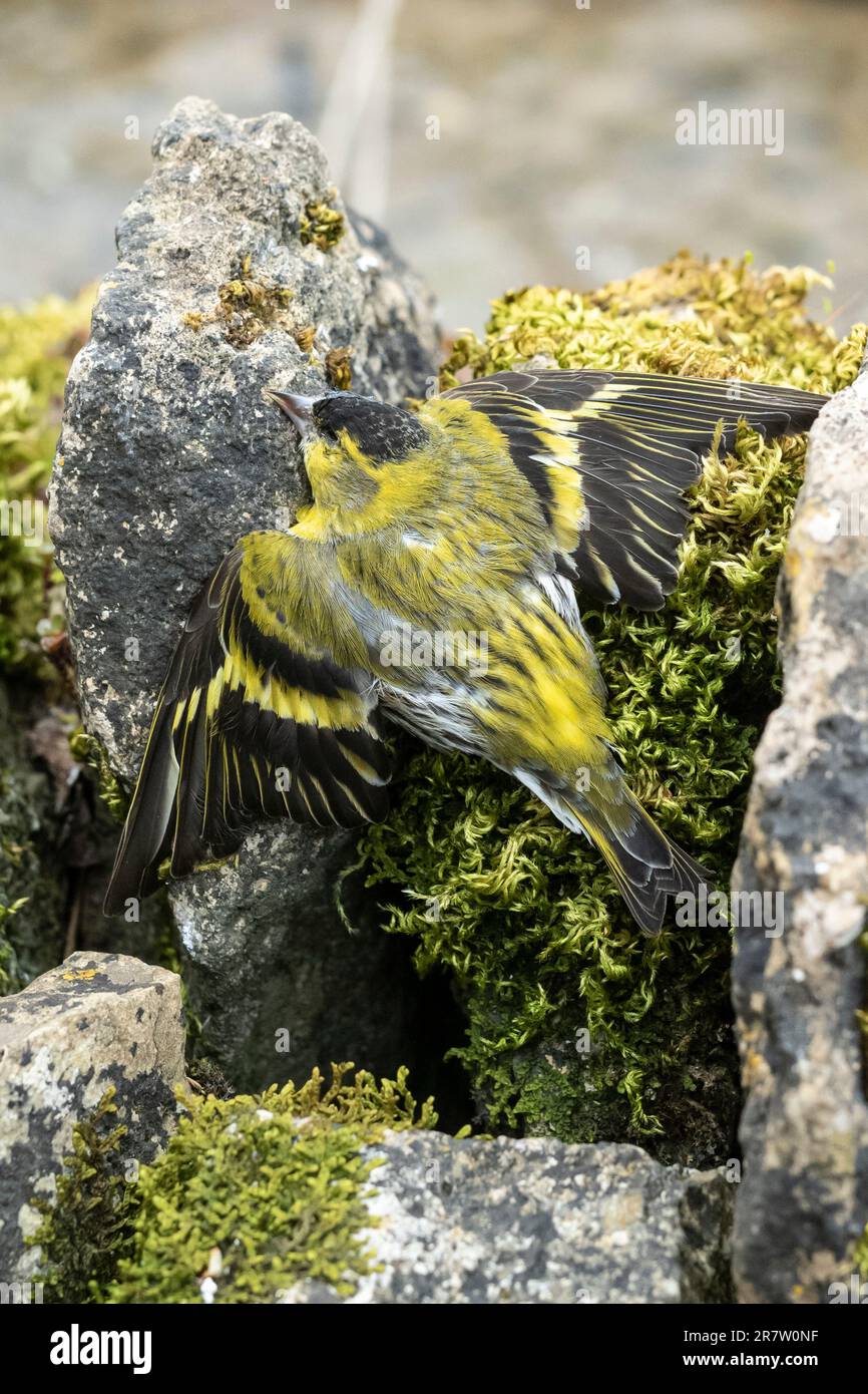 Uccello siskin europeo, Spinus sinus, un uccello morto su un muro di pietra a secco coperto di muschio in Inghilterra Foto Stock