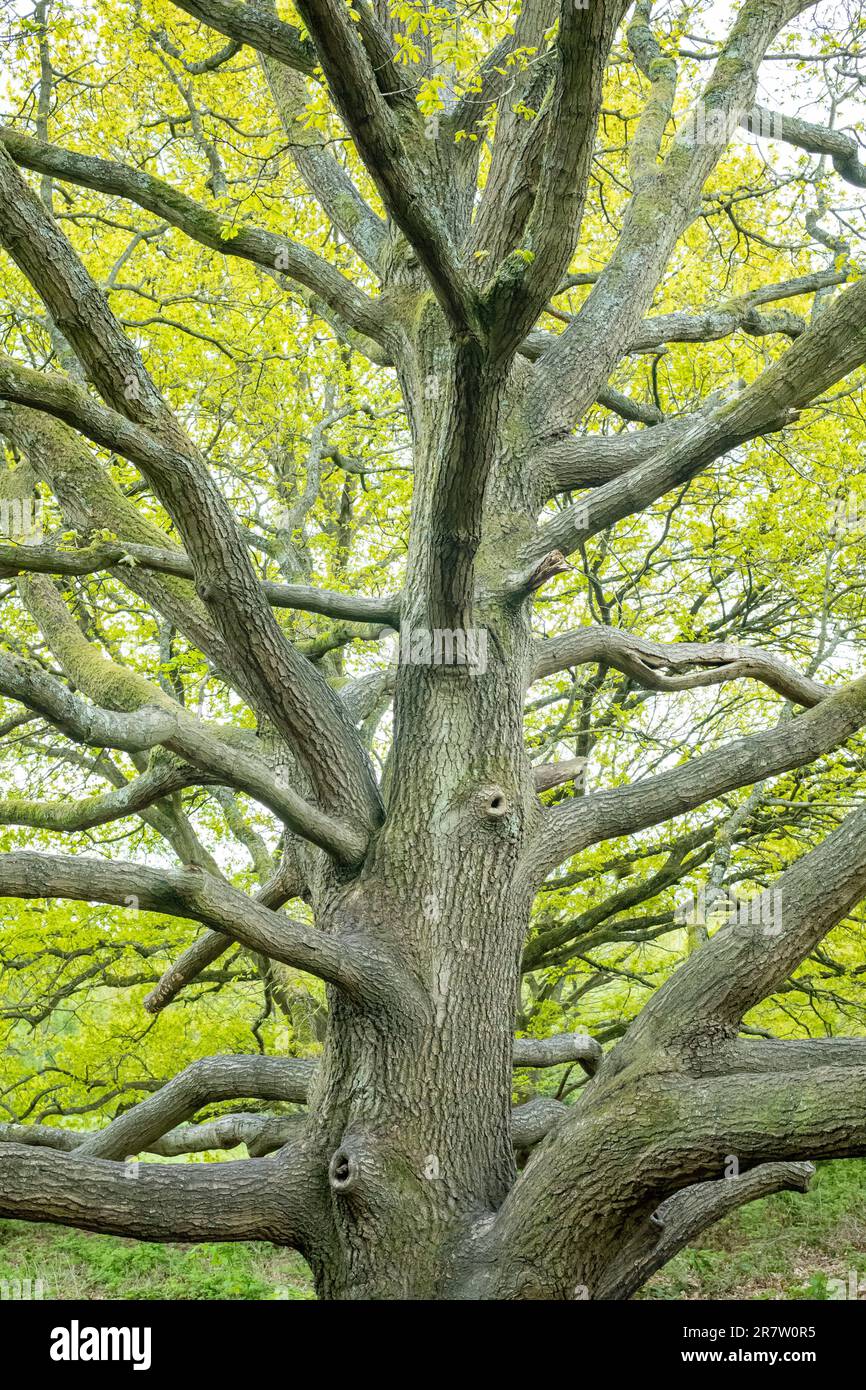 English Oak, Quercus robur, albero in primavera su Hampstead Heath a Londra Foto Stock