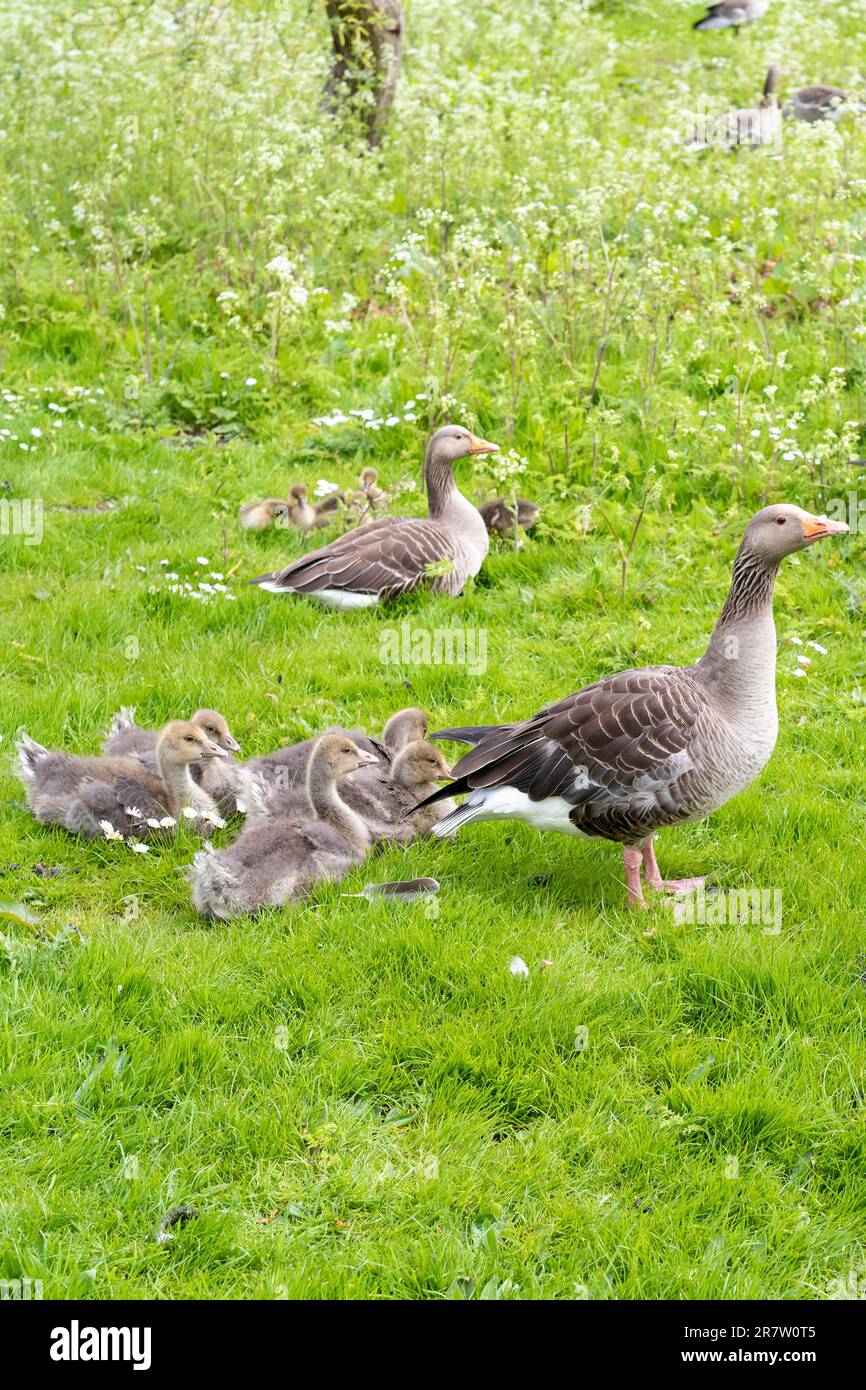 Famiglia di oche Greylag, (oca Greylag) Anser anser, con le ciglia in campo erboso in primavera a Norfolk, Inghilterra Foto Stock