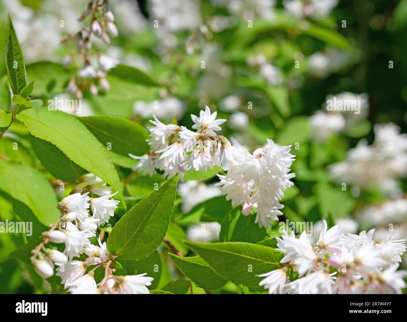 Bianco fioritura Deutzia all'inizio dell'estate Foto Stock
