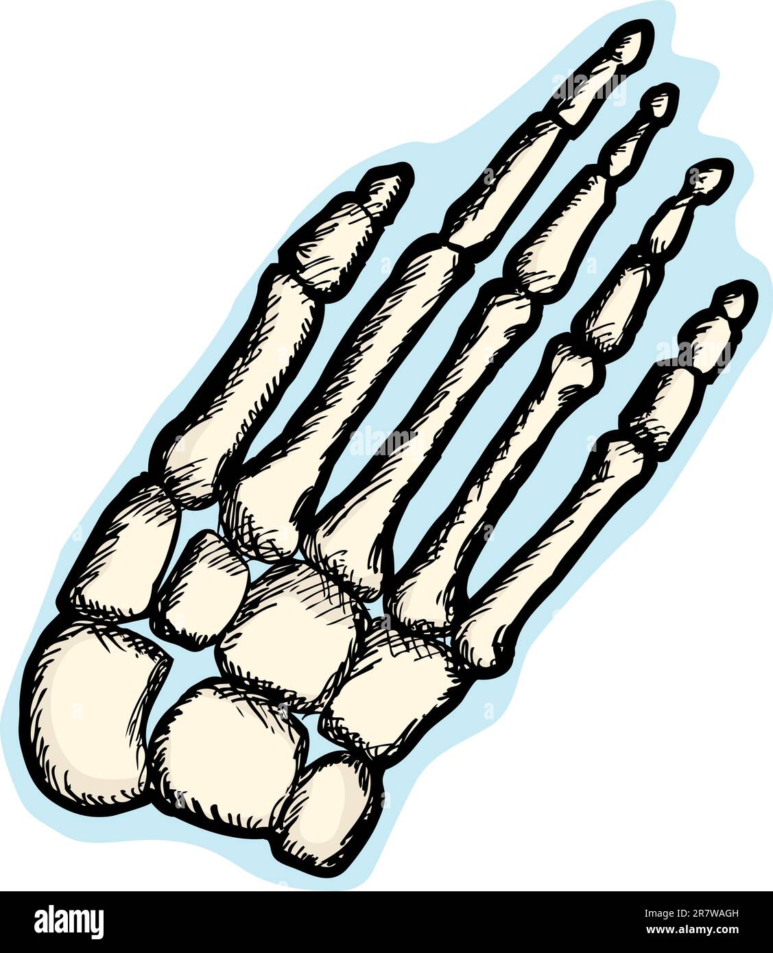 Illustrazione della mano umana struttura scheletrica Illustrazione Vettoriale