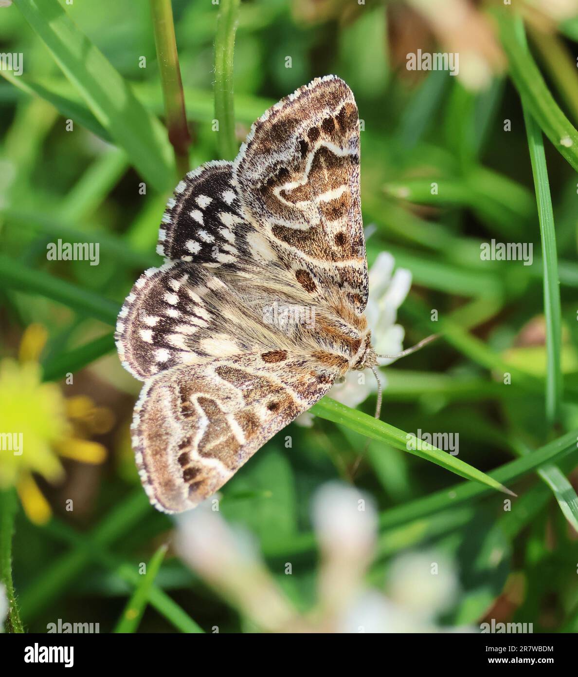 Moth Moth (Callistege mi) una Moth marrone volante nelle colline del Cotswold Foto Stock