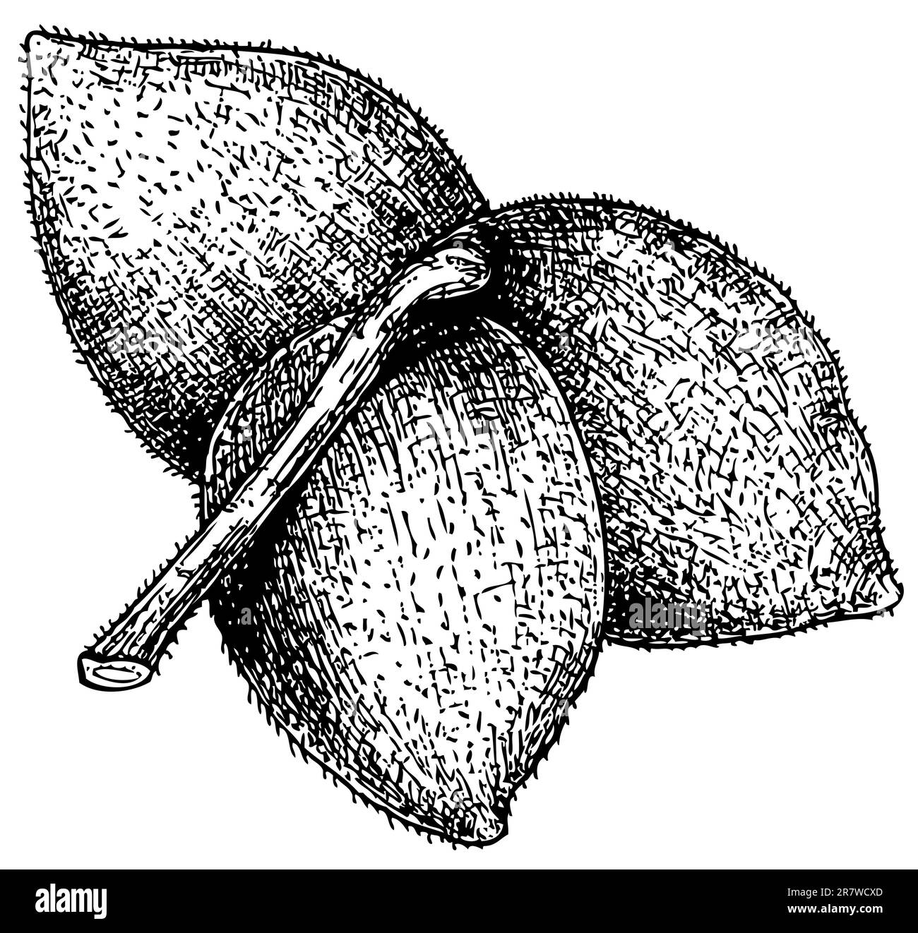 Ramo della pianta Juglans manshurica su sfondo bianco Illustrazione Vettoriale