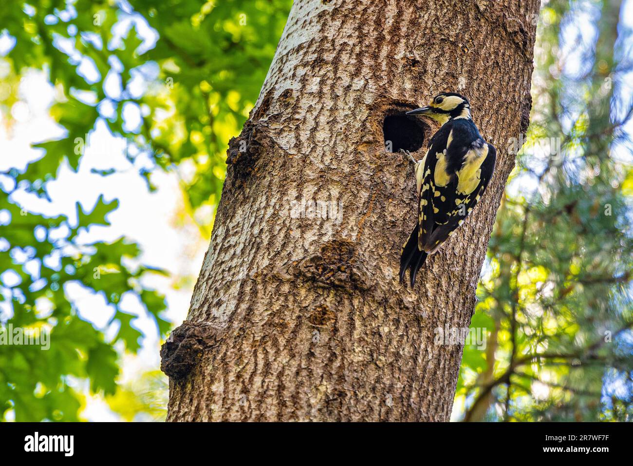 Singolo Grande Picchio macchiato - Dendrocopos Major - su tronco d'albero con nidifiche cave e giovanili nella foresta di Kampinos nella regione di Mazovia in Polonia Foto Stock