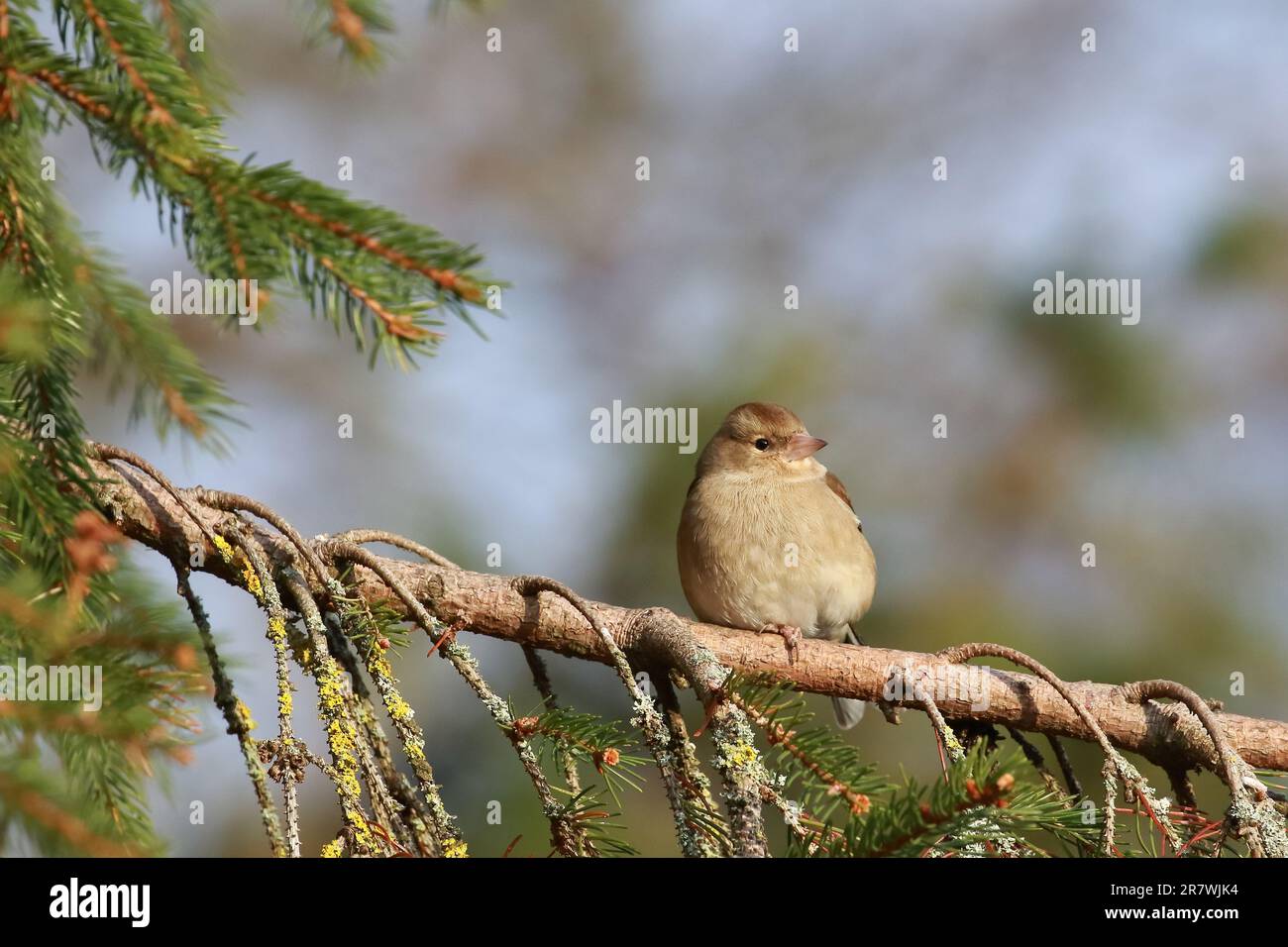 Chaffinch (Fringilla coelebs) presso la riserva naturale di Low Barns, contea di Durham. REGNO UNITO Foto Stock