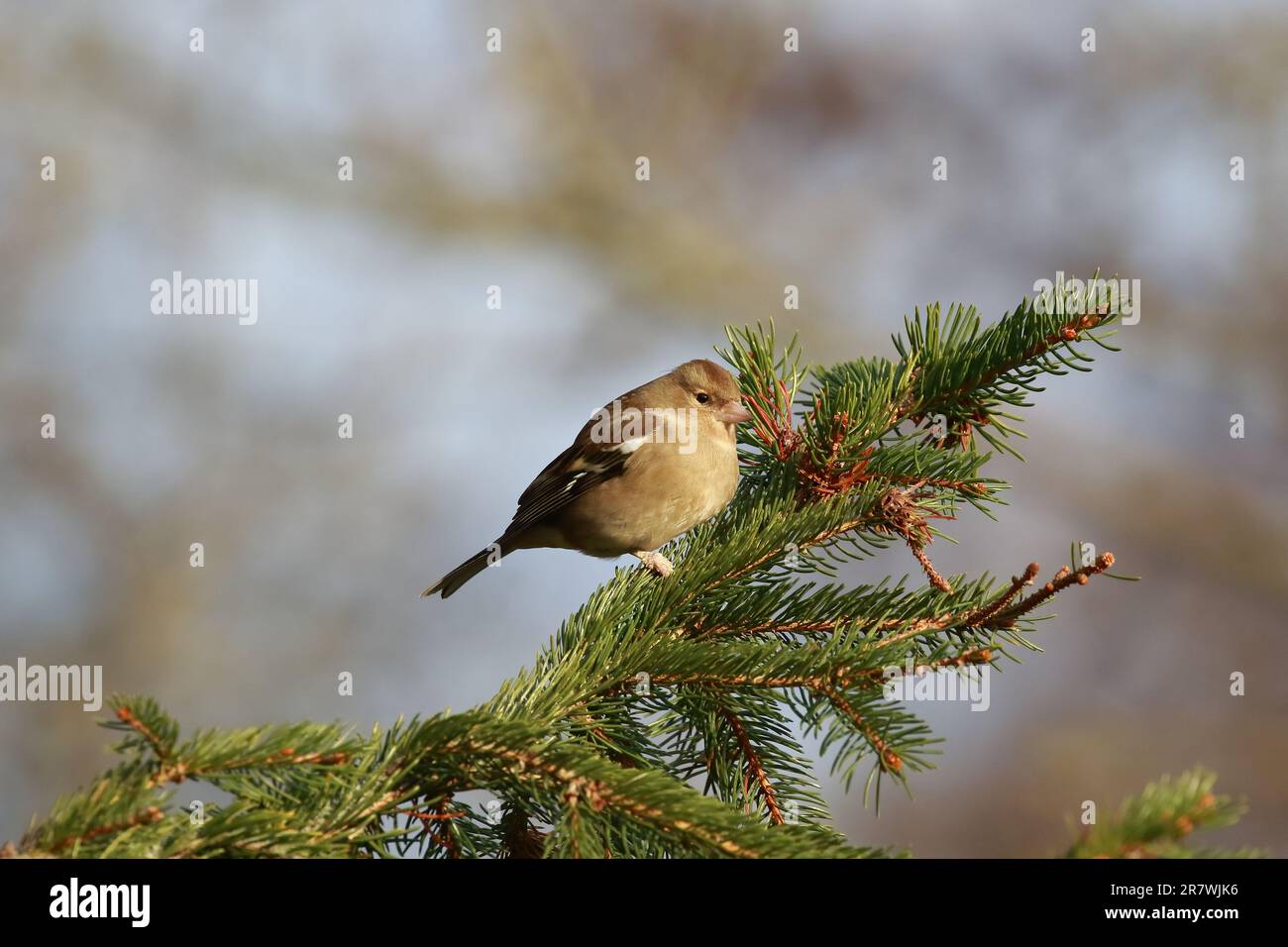 Chaffinch (Fringilla coelebs) presso la riserva naturale di Low Barns, contea di Durham. REGNO UNITO Foto Stock