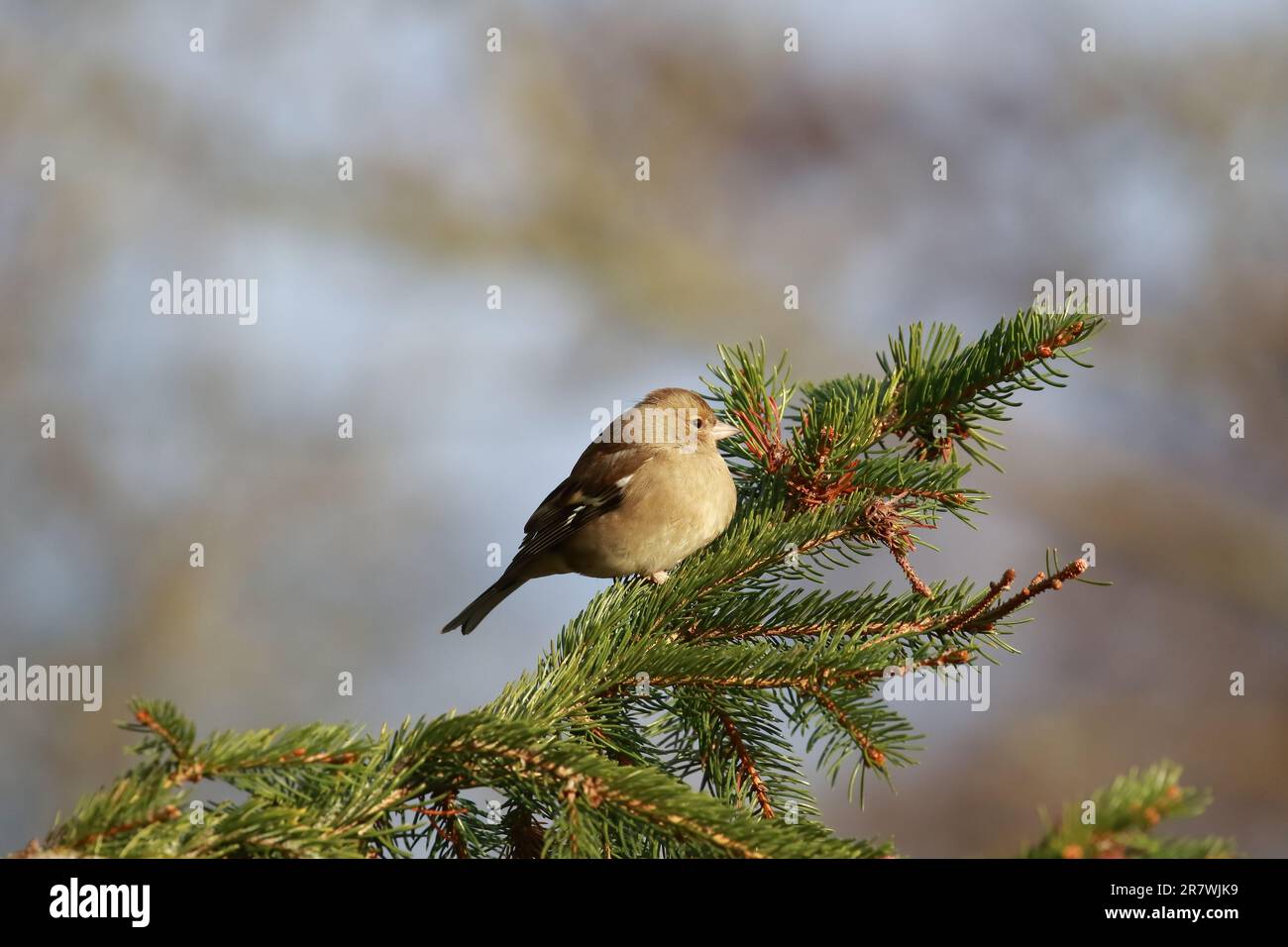 Chaffinch (Fringilla coelebs) presso la riserva naturale di Low Barns, contea di Durham. REGNO UNITO Foto Stock