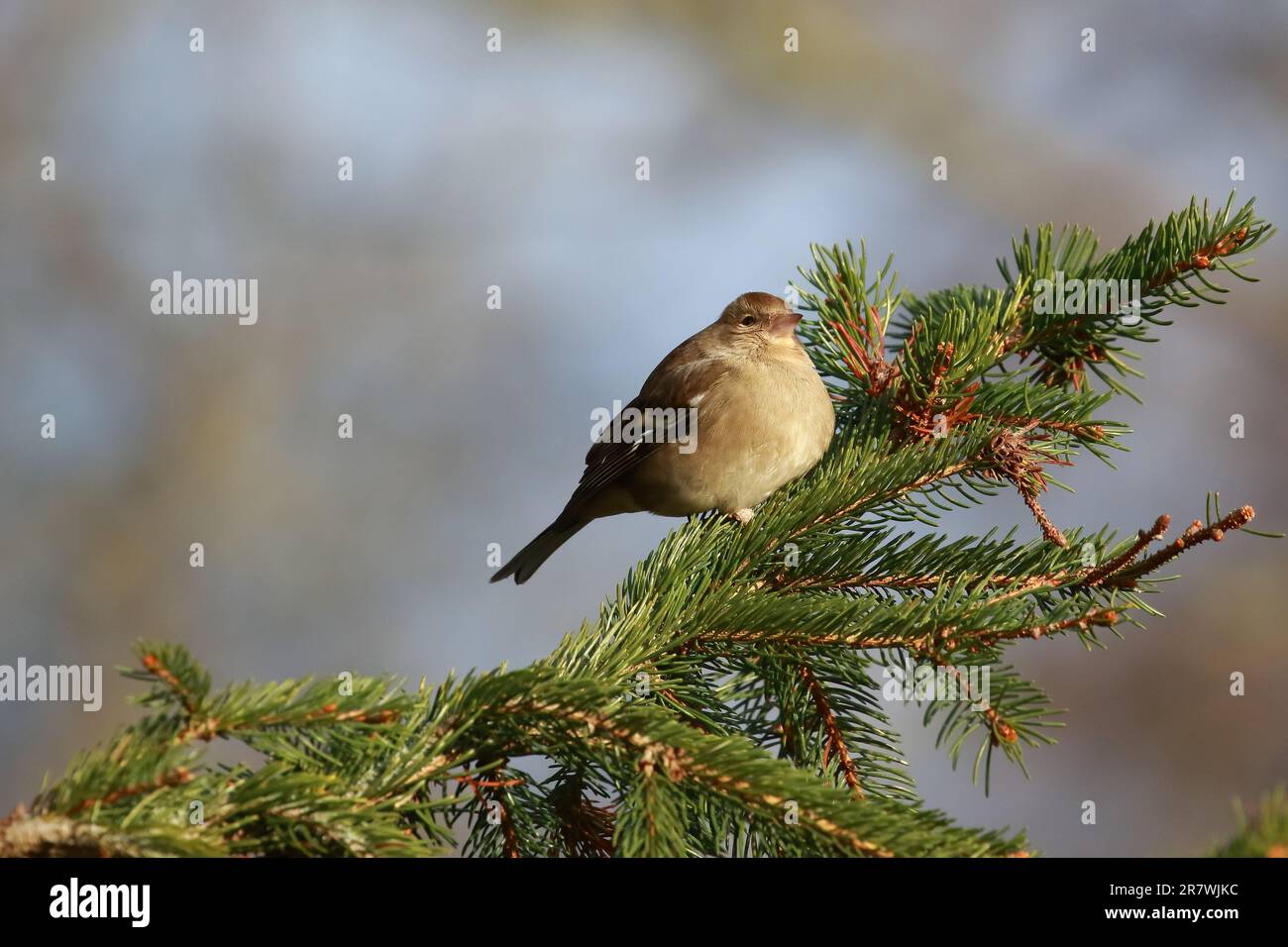 Chaffinch (Fringilla coelebs) presso la riserva naturale di Low Barns, contea di Durham. REGNO UNITO Foto Stock